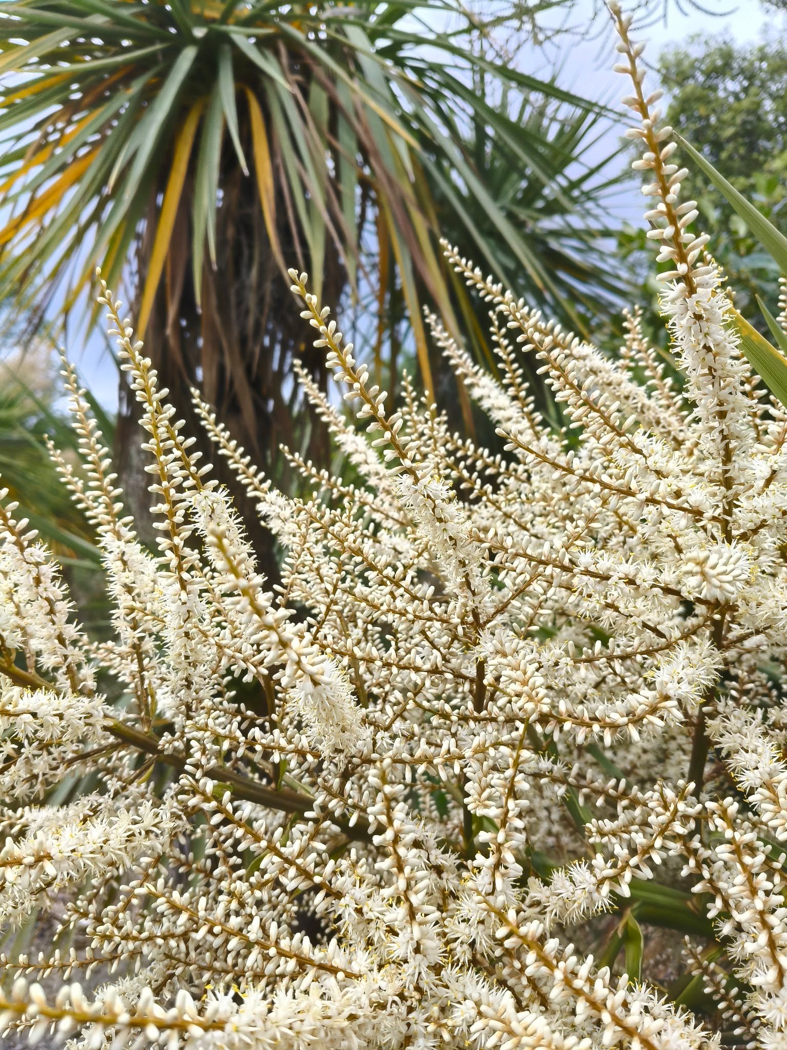 🌿Waimakariri Wild Watch! 🌿
Cabbage tree / ti kouka are flowering right now and this year is a good one!
They put on a great show that keeps the insects fed for weeks. Slowly over the summer fruit form and by late summer the white fruit provide a good feed for many birds. Historically, kererū fed on them but in many areas it’s now blackbirds that eat and spread much of the seed. They're easy to germinate, grow quickly and are great for the birds. 🐦
The leaves are not good with lawnmowers but are great for tying up your tomatoes!
Photos taken at Northbrook Wetland