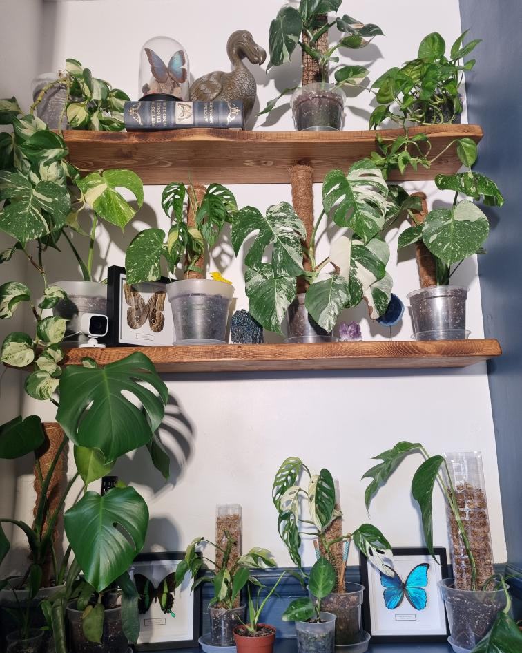 Our framed specimens perfectly paired with a lush collection of houseplants. The natural greens and vibrant wings create such a calming, organic look 🦋🌱
Our frames make the perfect companions for plant shelves, curiosity corners, or gallery walls — adding a touch of natural history and colour to any space.
A huge thank you to our wonderful customer for sharing this beautiful setup! 💚
🦋 Sustainably sourced specimens
🌿 Timeless, nature-inspired décor
✨ Shop the full range on our website
#CustomerFeature #ButterflyFrames #NaturalHistoryDecor #PlantShelfie #HomeDecorInspo #CuriosityCabinet #BotanicalStyle #InsectArt