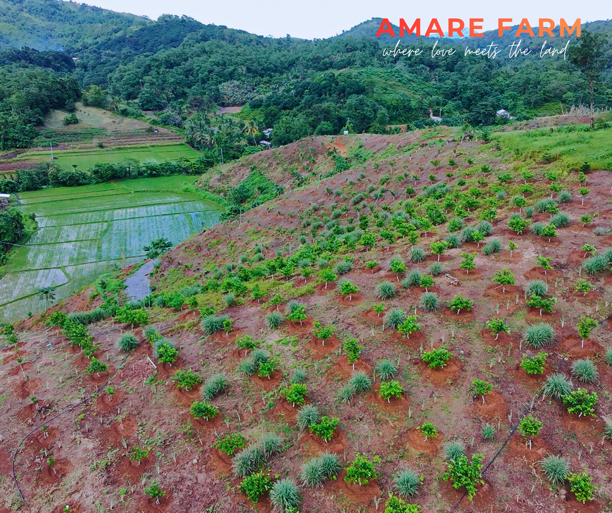 Slowly but surely, weβre painting the hills green. π±β¨
Soft hills, green pompoms..
#AmareFarm #FarmLife #WhereLoveMeetsTheLand