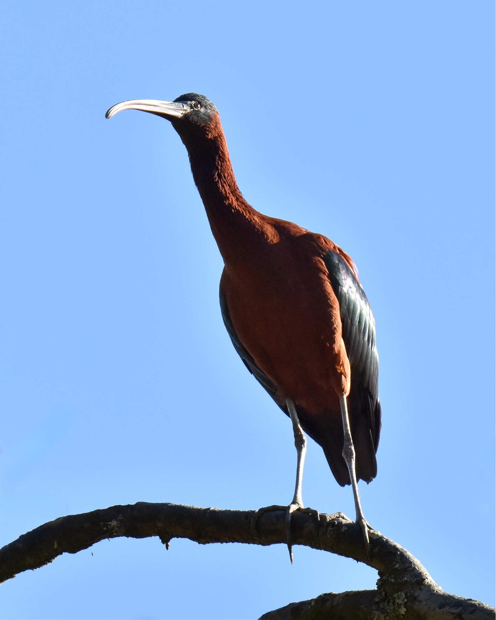🌿 Each week the Waitangiroto brings something new and wonderful...
🐣 This week – brand new Kōtuku chicks!
🌸 More flowering Kiekie, Greenhood Orchids, NZ Jasmine, Flax, Wineberry and the sweet-scented Māhoe.
🤩 And excitingly! - a very special first-time visitor for us – the Glossy Ibis!! 🤩😍
#glossyibis #plegadisfalcinellus #whiteherontours #waitangirotonaturereserve #rainforest #naturetours #freycinetiabanksii #tūtukiwi #pterostylisaustralis #parsonsiahetrophylla #kaihūa #kotuku #whiteherons #whiteheronsnz #whiteheronchicks #whiteheroncolony #whiteheronsanctuary #birdsnz #nzbirds #birdwatchingnz #birdwatchernz #birdingnz #birdtours #waitangirotonaturereserve #franzjosef #everythingnewzealand #purenz #nzbucketlist #feel100innz #nzmustdo