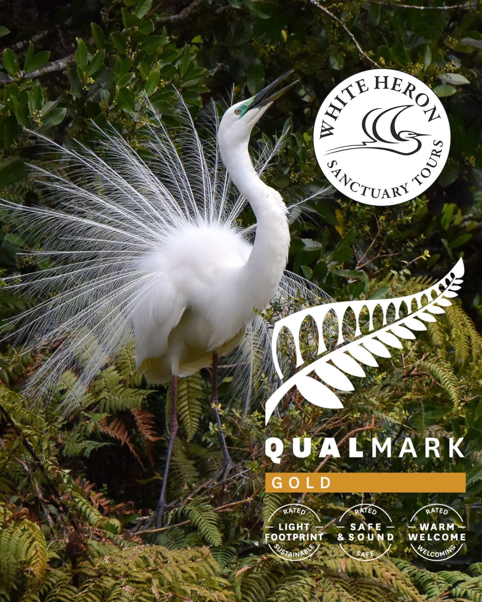 We're happy to share that White Heron Sanctuary Tours has received a Qualmark Gold Sustainable Tourism Award 🏆
The award recognises our commitment to preserving the natural environment, strengthening connections with local communities, and providing a high-quality, safe experience for all visitors, while protecting the Kōtuku and their only New Zealand nesting site🌿
#qualmark #qualmarkgold #qualmarknz #sustainabletourism #nztourism #conservationnz #whataroa #westcoastnz #franzjosef #nzmustdo
