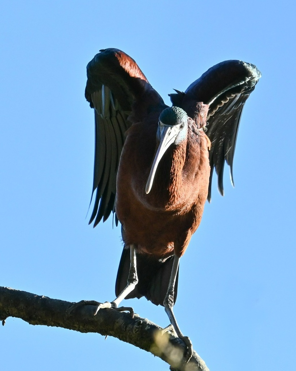 More pics of the handsome Glossy Ibis observed feeding and hanging out with the nesting Royal Spoonbill at the White Heron Sanctuary last week 🤩
A wetland wader with striking, iridescent plumage - it’s the first sighting of this bird in the Waitangiroto Nature Reserve for our family, who have been guiding here for almost 40 years.
For more info: https://www.nzbirdsonline.org.nz/species/glossy-ibis
#glossyibis #waitangirotonaturereserve #whiteheronsanctuary #whiteherontours #whataroa #franzjosef #westcoastsouthisland #nzbirds #birdsnz #naturetoursnz #whiteherontour #whiteheroncolony #whiteheronsanctuary #birdsanctuary #birdwatching #birdwatcher #birdwatchingtour #birdphotography #birdingtoursnz #photographynz #wildlifephotography #wildlifenz #naturetournz #wildlifephotographer #wildlifelovers #purenz #mustdonzsouth #nzbucketlist #feel100innz #nzmustdo