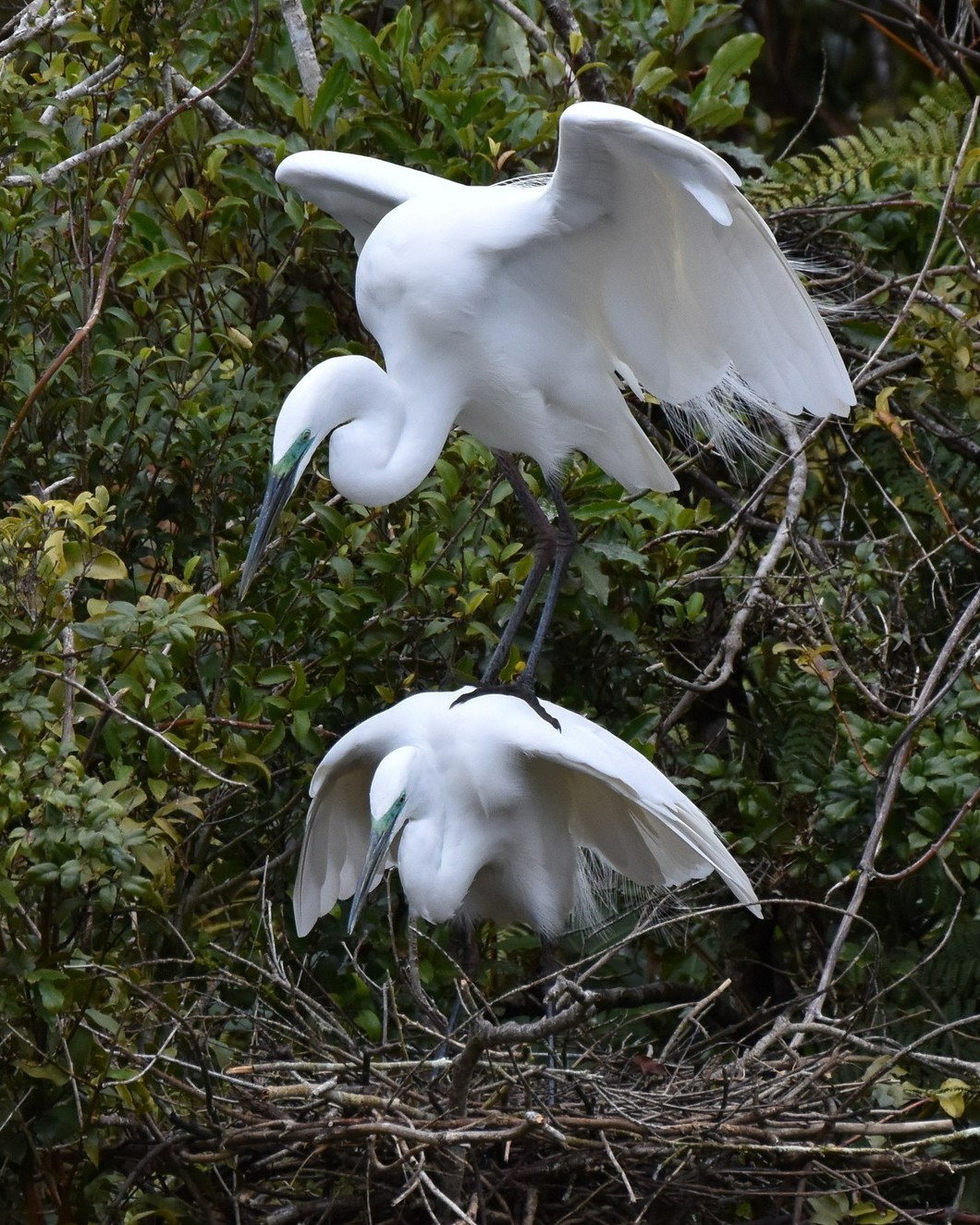 Some couples just have all the fun!! 😄
You never know what feathery antics you'll see at the Waitangiroto Sanctuary!
Book now to visit New Zealand's only White Heron nesting site.
NZ Freephone 0800 523 456
#kotuku #kōtuku #whiteherons #whiteherons #whiteheronsnz #whiteherontour #whiteheroncolony #whiteheronsanctuary #whiteheronsanctuarytours #waitangirotonaturereserve #birdsanctuarynz #whataroa #franzjosef #westcoastsouthisland #nzbirds #birdsnz #birdwatching #birdwatcher #birdwatchingtour #birdphotography #birdingtoursnz #photographynz #wildlifephotography #wildlifenz #naturetournz #purenz #mustdonzsouth #nzbucketlist #feel100innz #nzmustdo