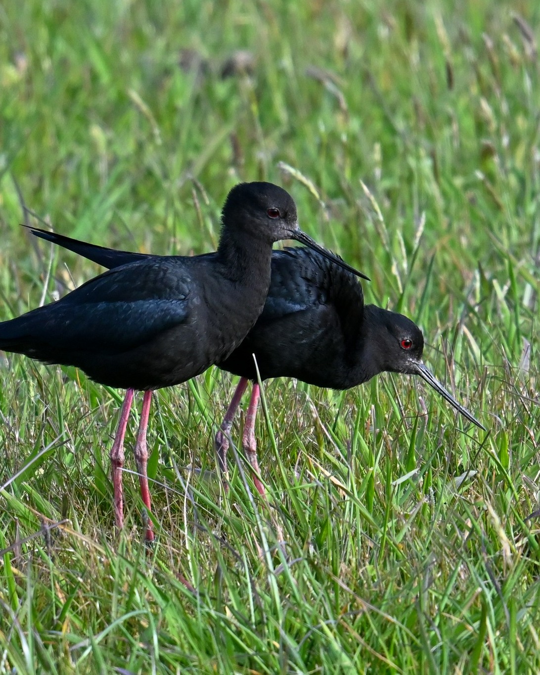 Here’s a couple more rare visitors spotted last week...
We thought they were the same two Kākī that spent time here last October, but these birds have different bandings.
These little adventurers have travelled all the way from the Mackenzie Basin - so it’s a real treat having them holidaying here and seeing them as we drive to the White Heron Sanctuary 😍
#kākī #blackstilt #rarebirds #rarebirdsnz #rarewadingbirds #wadingbirds #whiteherontours #whiteherontoursnz #whataroa #westcoastsouthisland #nzbirds #birdsnz #naturetoursnz #whiteherontour #birdwatching #birdwatcher #birdwatchingtour #birdphotography #birdingtoursnz #photographynz #wildlifephotography #wildlifenz #naturetournz #wildlifephotographer #wildlifelovers #purenz #mustdonzsouth #nzbucketlist #feel100innz #nzmustdo