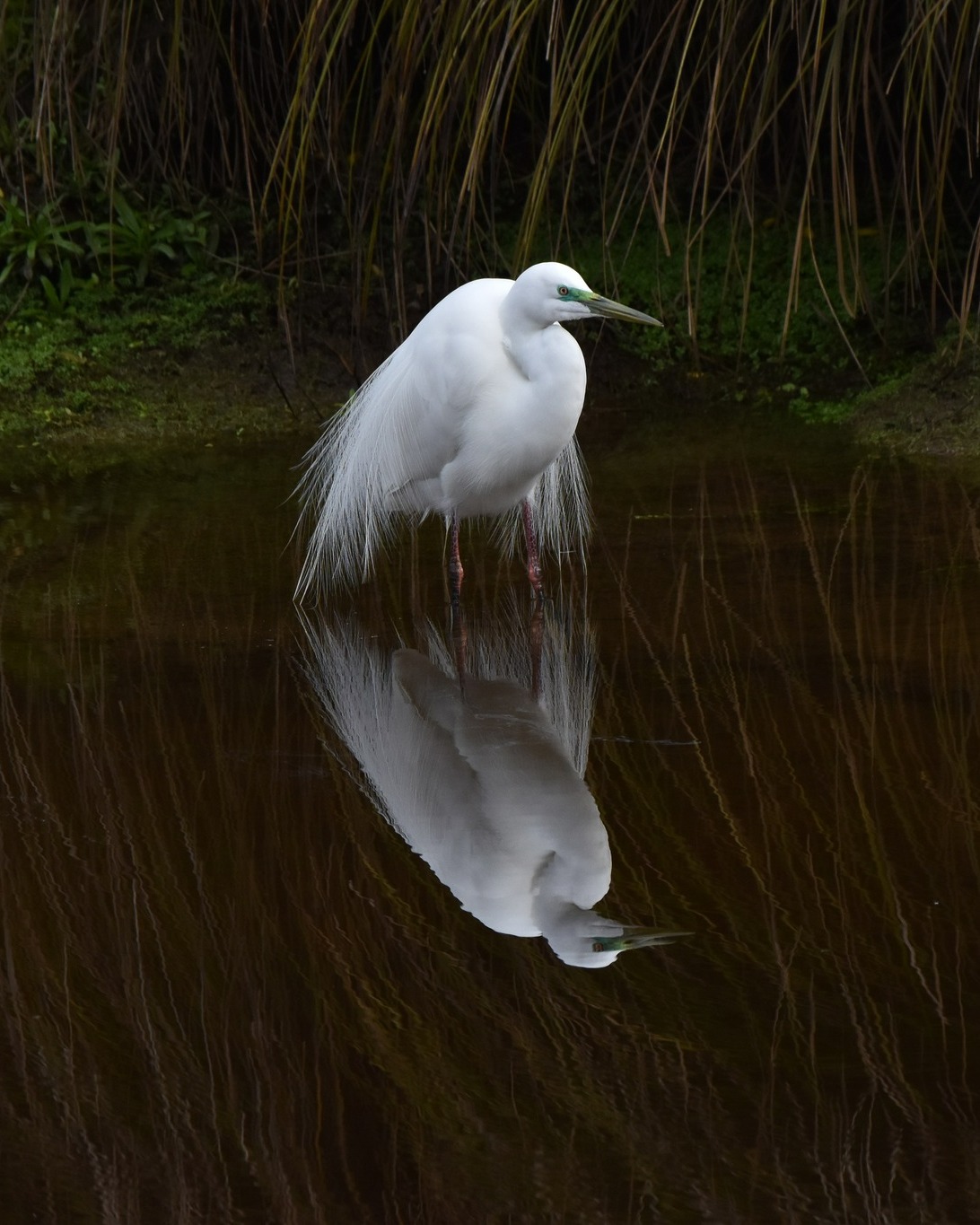 🪞Mirror-like Kōtuku reflections in the Waitangiroto River today! 🤩
#reflections #kotuku #whiteheron #whiteherontours #whiteheronsanctuary #whiteheroncolony #waitangirotonaturereserve #whataroa #franzjosef #westcoastnz #southislandnz #birdsnz #birdtours #birdsanctuarynz #birdwatchingtour #birdphotography #birdphotographer #birdsofnz #birdlover #predatorfree #predatorfreereserve #naturenz #nznaturetour #naturetourism #naturetours #naturelover #purenz #nzbucketlist #feel100innz #nzmustdo