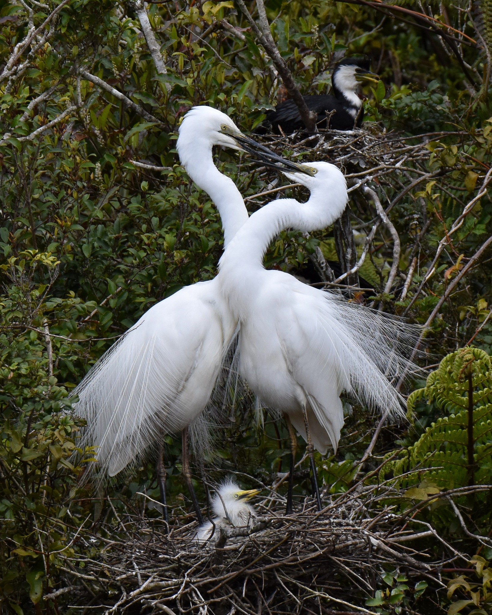 The White Heron colony’s newest arrivals are hatching! 🐣🐥😍
Join us to observe and celebrate this brand new generation of Kōtuku 🤍🪽
Book your tour today - www.whiteherontours.co.nz
#kotuku #whiteheron #whiteherons #whiteheronsnz #whiteheronchicks #whiteherontours #whiteheroncolony #whiteheronsanctuary #waitangirotonaturereserve #whataroa #franzjosef #westcoastsouthisland #birdsnz #nzbirds #birdwatchingnz #birdwatchernz #birdingtoursnz #birdtournz #birds #everythingnewzealand #purenz #nzbucketlist #feel100innz #nzmustdo #nzbirds #birdsnz #birdsanctuarynz #birdphotography #wildlifephotography #conservationnz