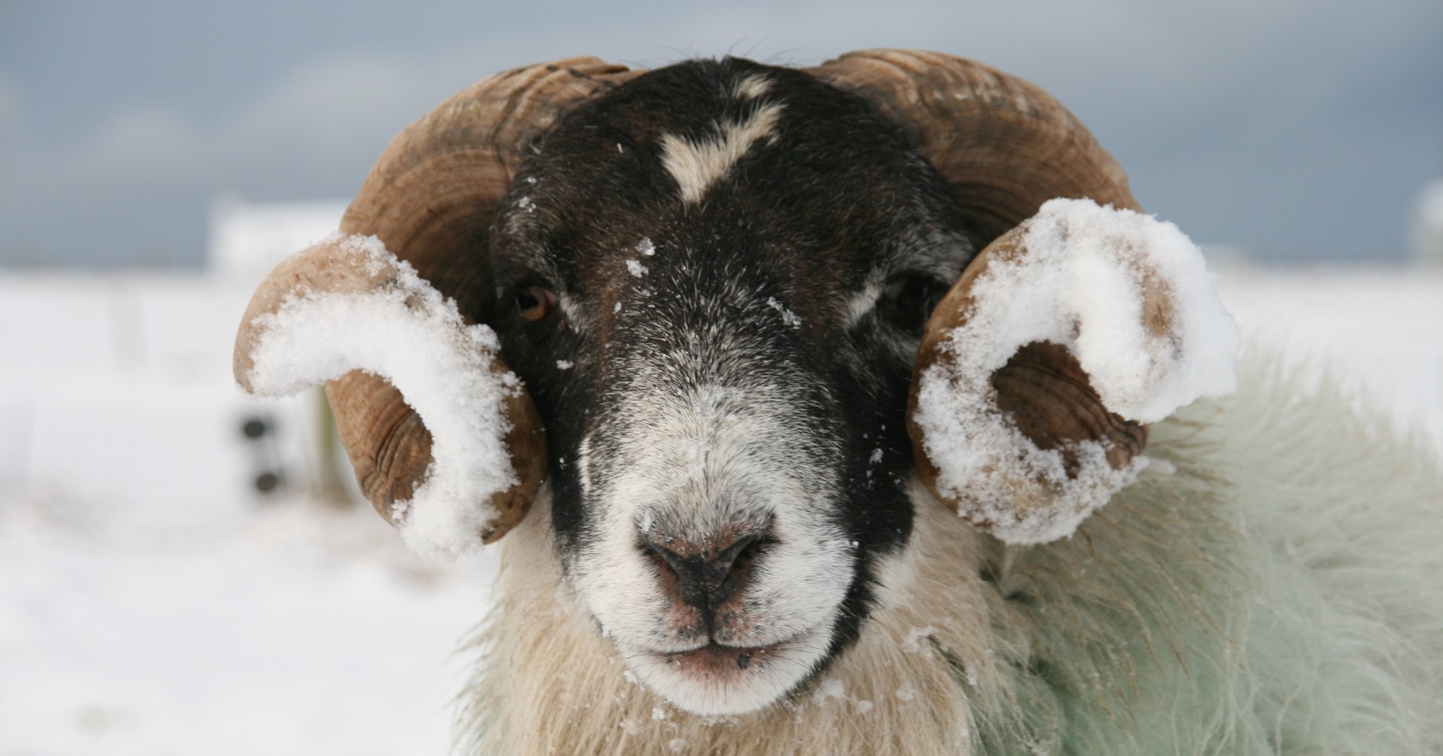 Celebrate Christmas in North Lewis ✨🎄🎅🏻
This festive season, why not swap the usual for something a bit more magical? Escape to North Lewis for a Christmas break that’s peaceful, scenic, and full of quiet Hebridean charm.🐏
Settle into a cosy self-catering cottage, enjoy crisp coastal walks, explore outstanding landscapes, and experience the warm welcome of our local community. Whether you’re curling up by the fire with a hot drink or, if you're lucky, watching the Northern lights on a clear winter’s night - the island offers a kind of calm you won’t find anywhere else.
For families, couples or solo travellers looking to recharge, North Lewis is the ideal place to pause, unwind and enjoy the season at your own pace.
Wrap up warm, slow down, and make this Christmas truly special. ❄️
Visit the link in our bio for all the information you need to plan your North Lewis visit. 🔗
📷 Fiona Rennie
📷 Ali Finlayson
#VisitNorthLewis #ChristmasInTheHebrides #WinterEscape #GalsonCampsite #OuterHebrides #FestiveGetaway