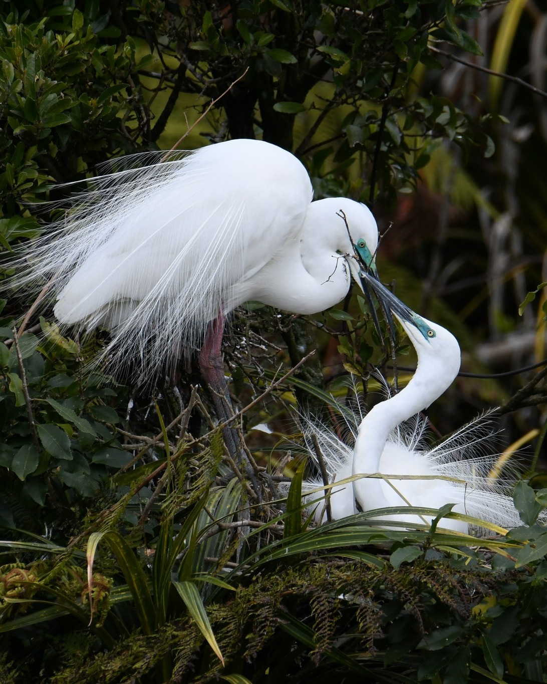Visitors are enjoying a full range of nesting activity at the White Heron Sanctuary, with Kōtuku at all different stages of their nesting cycle.
From feather displays and courtship to stick gathering, nest building, egg incubation, and, most excitingly, the fluffy heads of the delightful Kōtuku chicks 🐥🥰
#kotuku #whiteherons #whiteheroncolony #whiteheronchicks #whiteherontours #whiteheronsanctuary #waitangirotonaturereserve #whataroa #franzjosef #westcoastsouthisland #birdsanctuary #birdsnz #nzbirds #birdwatchingnz #birdwatchnz #birdingtoursnz #birdtournz #birds #everythingnewzealand #purenz #nzbucketlist #feel100innz #nzmustdo #naturenz #naturetournz #wildlifenz #birdphotography #wildlifephotography #conservationnz #predatorfreenz