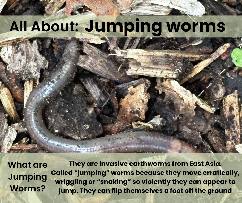 Walk through a forest, your neighborhood, or even your yard, and, while maybe frozen in the mornings, you'll see a lot of beneficial leaf litter.
Leaf litter is essential because it enriches the soil with nutrients, protects against erosion, helps retain moisture, and regulates ground temperature. It also provides critical habitat for insects, fungi, and other small organisms, supporting the food web and overall ecosystem health.
Jumping Worms, invasive worms from East Asia, eat a lot of beneficial leaf litter, and quickly! Check out our post about them to see what other harm these invasive earthworms cause, and how you can prevent spreading them!
#invasivespecies #jumpingworms #soilhealth #gardenpest #forestpest #healthyforest