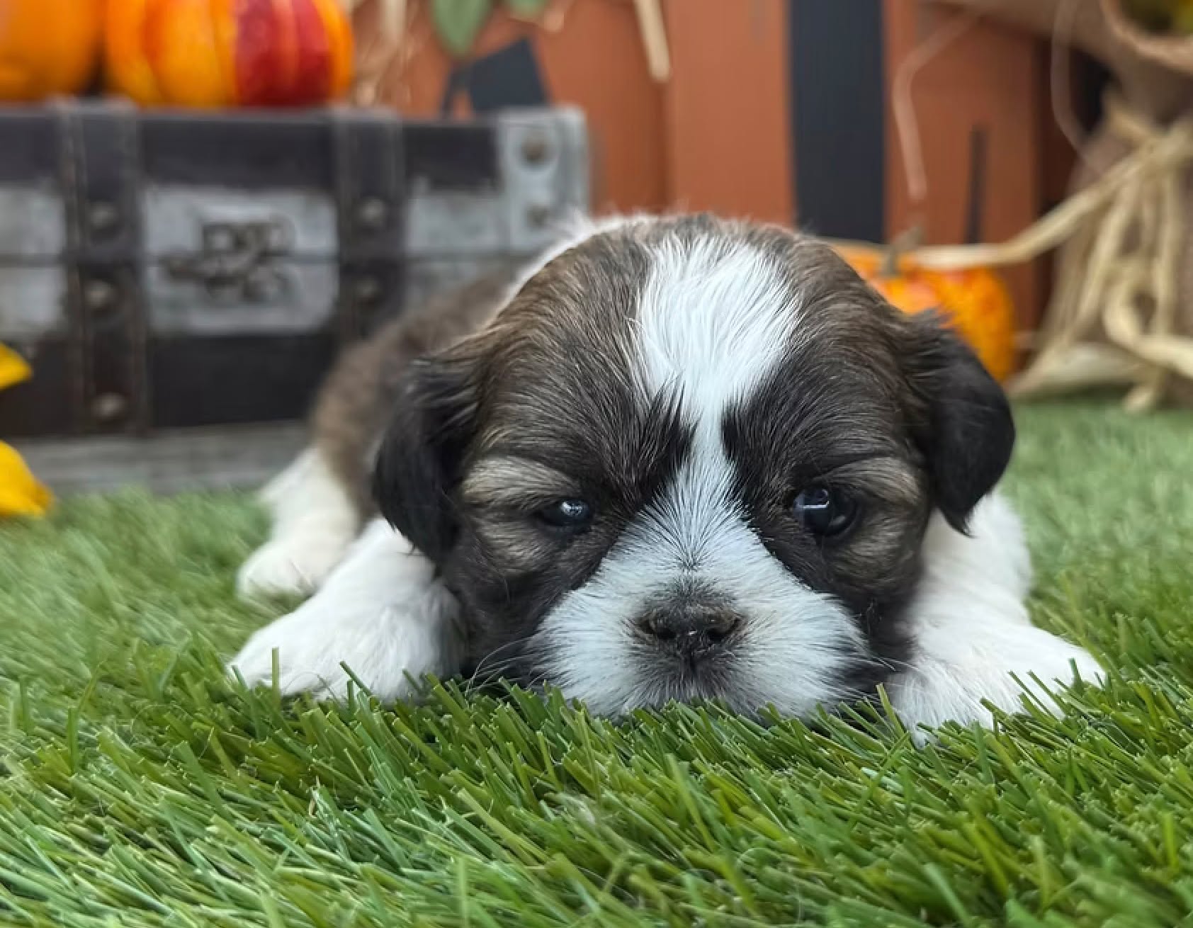 Meet Lion, our adorable Shih Tzu boy who’s full of love, personality, and playful energy. Shih Tzus are known for their loyal hearts, affectionate nature, and beautiful coats, and Lion is the perfect example of everything people adore about this beloved breed.
Lion will be ready for his forever home on December 8, 2025. Call or visit prestigepets.net to learn more about bringing him home!