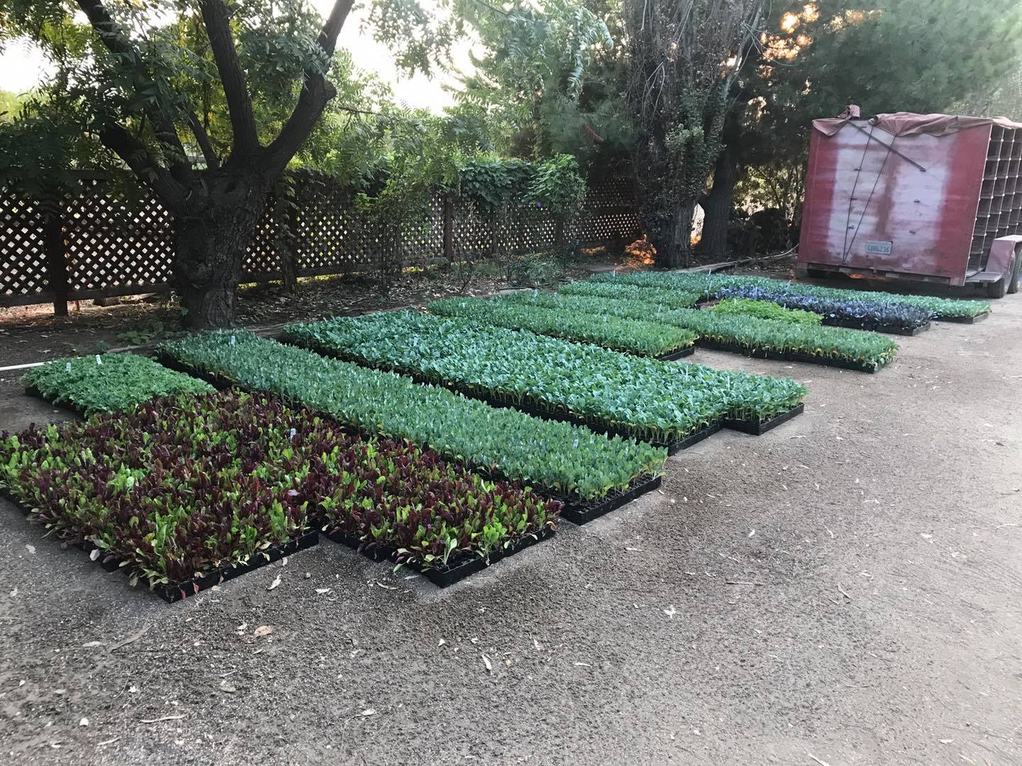 The fruit stand will remain open daily 9am-5pm through at least this weekend! In the meantime, we are now giving away FREE SEEDLINGS of broccoli and other winter crops to grow at home. Limit of five plants per customer.
The fruit stand still has a great selection of fresh apples, fall squash, persimmons and pomegranates, as well as staples like potatoes, garlic and onions.