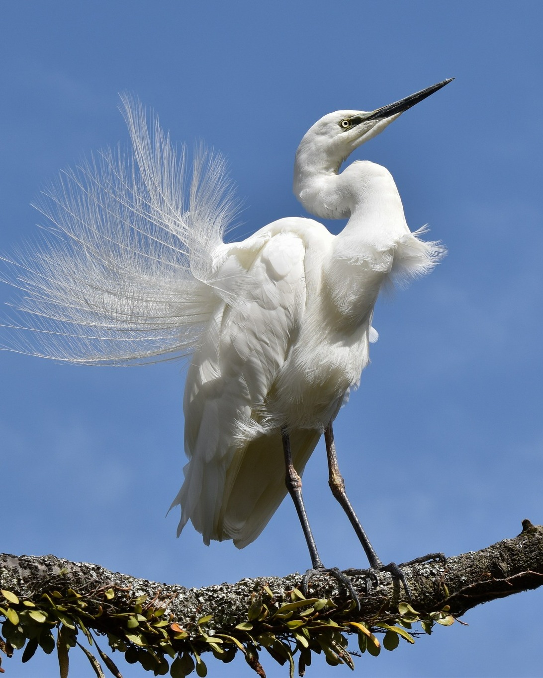 When observing the Kōtuku, look out 👀for big Eels cruising past the nesting site and popping their heads up along the riverbank.
Also, keep an eye on the branch above the viewing hide - this is a hotspot perch for all kinds of birds - while the flowering flax below attracts busy Tūī, Bellbirds and Tauhou 🥰
#whiteherontours #whiteheronsanctuary #whiteheroncolony #eels #bellbird #tui #nzpigeon
