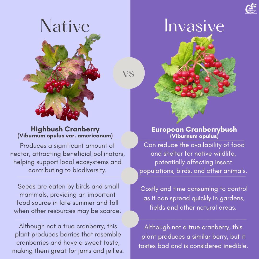 Welcome back to #WhatIsItWednesday! Today we are resharing this post about native Highbush Cranberry and Eurpean Cranberry Bush.
With Thanksgiving tomorrow and cranberries gracing many holiday tables, it feels like the perfect time to highlight this comparison!
Native highbush cranberries are a Thanksgiving-friendly, wildlife-supporting shrub, while European cranberry bush can crowd out these natives and disrupt local ecosystems.
#thanksgiving #nativefoods #invasivespecies #nativespecies #healthyecosystem