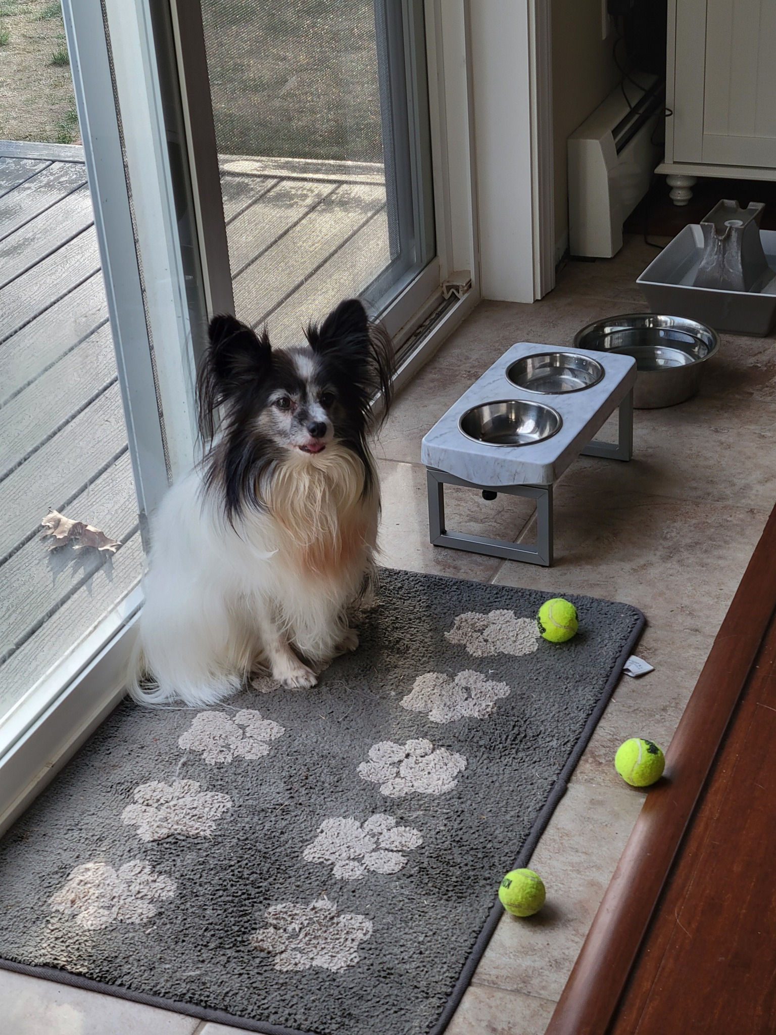Oh Kara!! Really? 🤣🐾❤️ I love my ball crazy girl!