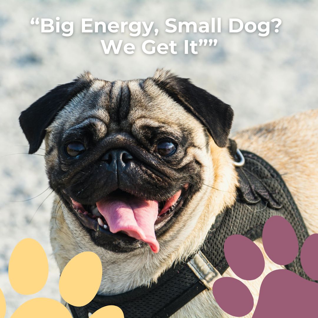 Small pups, huge personalities. We match their stride with confidence-building walks and enrichment tailored to their size and style.
#NoDogTooSmall #SmallDogsBigEnergy #DogWalking #EnrichmentForDogs #ConfidenceBuilding #HarnessFit #PositiveVibes #DogCare #PetParents #LocalDogWalker #HappySmallDog #DailyWalks #TailoredCare #DogTraining #PetServices