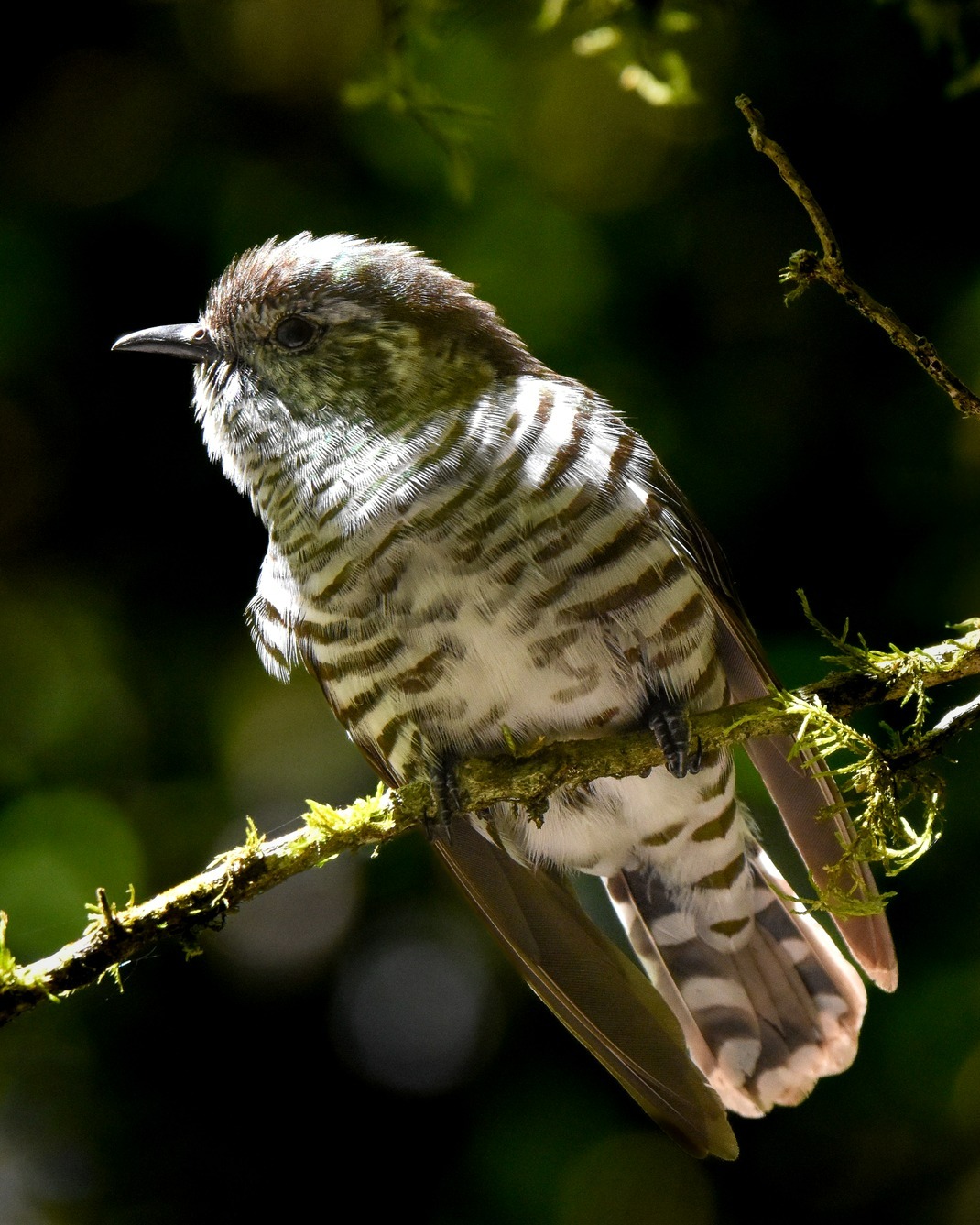 The rainforest walk to Aotearoa's only Kōtuku nesting site is a tour highlight, revealing a diverse tapestry of native flora and fauna, and offering a peaceful, immersive welcome to the Waitangiroto 🌿💚
#rainforest #guidednaturetour #guidednaturewalks #whiteherontour #nzbirds #birdsnz #whataroa #franzjosef #westcoastsouthisland #westcoastsouthislandnz