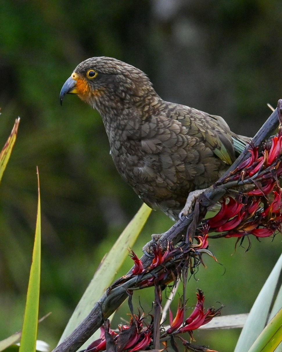 The flowering flax is spectacular right now, and this pair of young Kea were enjoying balancing, breaking and devouring it when we spotted them during a return drive from the White Heron nesting site earlier this week...
Check out those cheeky, pollen-covered chops! 💛💛💛
#kea #harakeke #nzbirds #birdsnz #whiteherontours #whiteheronsanctuary #whatatoa #franzjosef #glaciercountrynz #southwestland #westcoastsouthisland #conservationnz #ecotourismnz #predatorfreesouthwestland #predatorfreenz