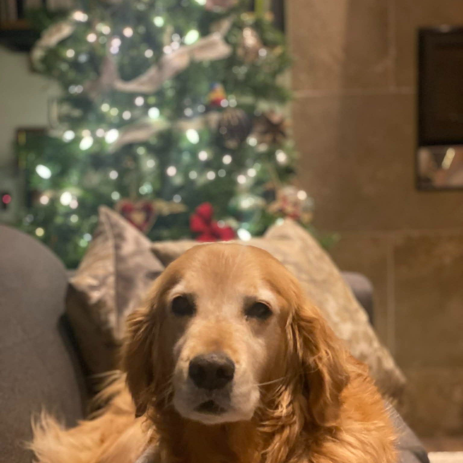 ‼️REMINDER ‼️
Please contact us on OR before December 17th at 12pm to place all food and medication orders that you might need over the holidays.
☎️ 613-264-2689 (Call or TEXT)
📱 info@blueberrycreekvet.ca
✨ Holiday Hours ✨
Monday December 22nd ➡ Tuesday December 23rd : 8 am- 6pm
Wednesday December 24th : 8am- 1pm
Thursday December 25th : ❗CLOSED❗
Friday December 26th : ❗CLOSED❗
Monday December 29th ➡ Wednesday December 31st : 8am- 6pm
Thursday January 1st : ❗CLOSED ❗
#blueberrycreekvet #placeyourorders #vetmed #holidayhours #Christmas2025 #merrychristmas #perthontario #petsofperthontario