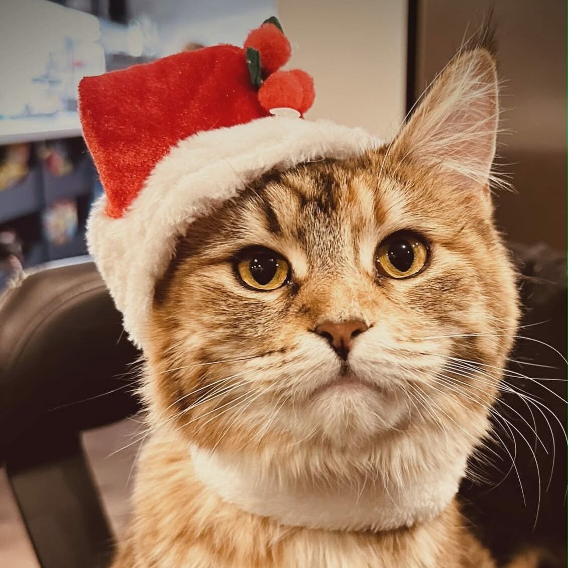 ❄️✨ The holiday season is upon us!! ✨❄️
With this joyous season comes safety hazards for our pets, so we are dedicating this week’s #WellnessWednesday to pet safety tips to ensure we all have a pawsitively safe Christmas…
🎄Decorations: Make sure that your Christmas tree is secured in case our feline OR canine friends decide to climb it or knock it over! Some pets are tempted to play and chew on tinsel, lights and electrical cords, so keeping these things out of reach along with any chewable/breakable ornaments!
🎁 Gift Wrap: Be cautious with gift wrap and ribbons. Ingesting these materials can lead to serious health issues like linear foreign bodies, which is an emergency situation.
🌷 Holiday Plants: Many plants commonly found during Christmas, like poinsettias, holly and mistletoe can be toxic to pets. Keep them out of reach, or opt for pet safe alternatives.
🍽 Food hazards: Avoid sharing holiday foods with your pets. Some foods like chocolate, nuts and grapes can be harmful. Keep an eye on garbage cans to prevent any scavenging. Ensure that if guests are placing gifts under your tree they let you know if they contain food, such as a box of chocolates, that your pet could potentially get into when you’re not looking!
👥 Guests: Ensure your pets are properly introduced to guests and remind them to be mindful of open doors and gates so your pets don’t make a festive escape!
🎶 Noise and Stress: The holiday season can be noisy and overwhelming. Creating a quiet and safe space for your pets to retreat to will help provide the break they may need from all of the festivities.
Happy Holidays folks!! If you have any questions, don’t hesitate to call OR text!
☎️ 613-264-2689
📱 info@blueberrycreekvet.ca
#blueberrycreekvet #petsafety #christmaswithyourpets #vetmed #pethazards #christmashazards #perthontario #petsofperthontario #christmas2025 #tistheseason #vetmed #merrychristmas