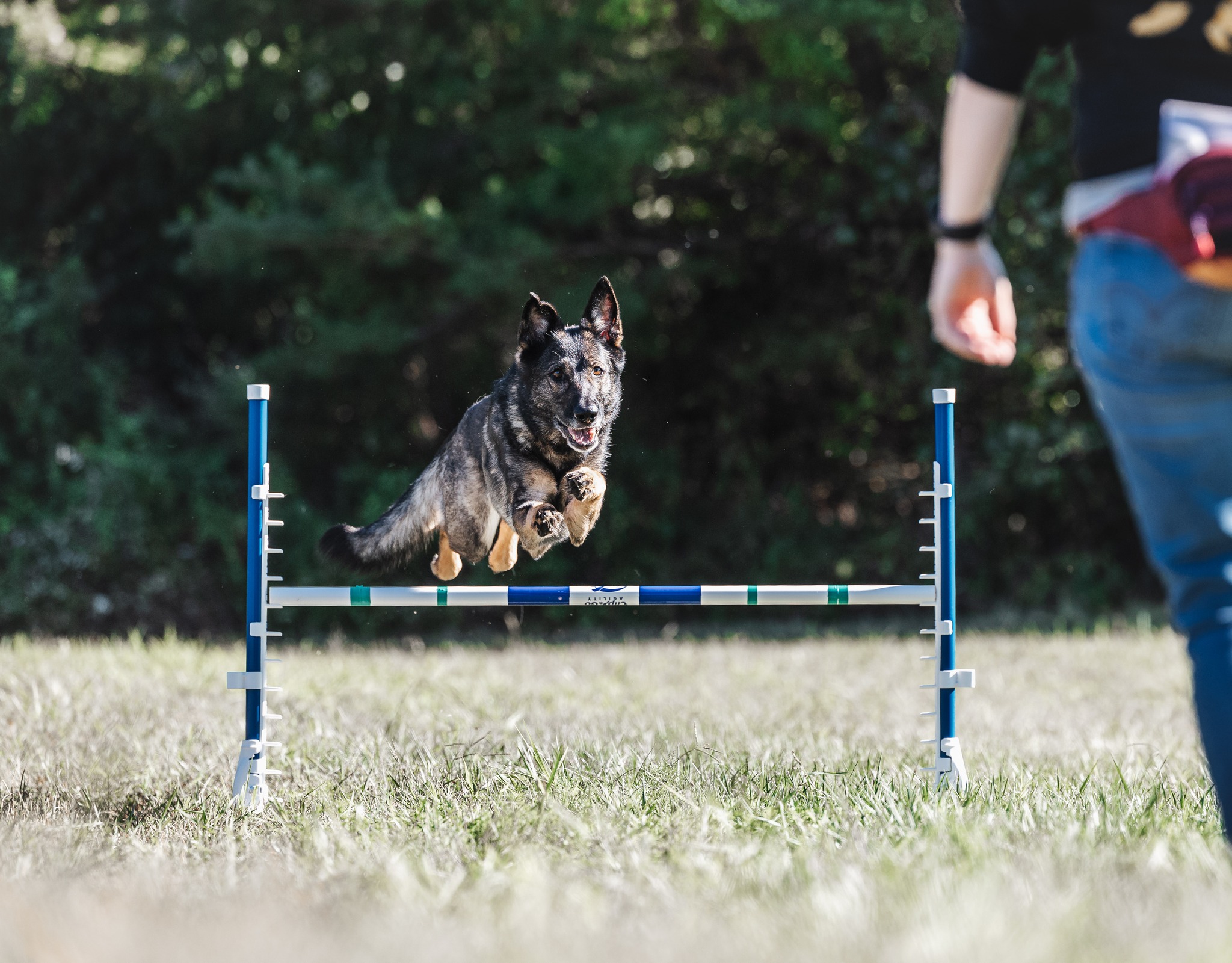 Leaping into the New Year like… 🐾✨ Here’s to more adventures, stronger skills, and endless tail wags in 2026! What New Year resolutions do you and your pup have for the year ahead? 🎉
#LianaFitCanineConditioning #VirtualDogTraining #CanineFitness #ConfidentCanine #HealthyDogs
