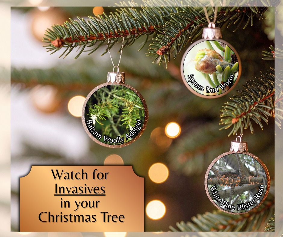 A real Christmas tree can bring warmth and tradition to your home, but it can also carry tiny, unseen hitchhikers. These may include insects, eggs, or plant diseases that aren’t native to your region. Most won’t survive long indoors, but a few can escape outside and disrupt local ecosystems by damaging forests, altering habitats, or affecting agriculture. Because many trees travel far from where they’re grown, they can unintentionally spread organisms to new areas.
✨The good news: a few simple steps can greatly reduce the risk.✨
🎄Buy locally.
Trees grown near you are far less likely to introduce something new to the environment. Local farms also tend to follow regional rules and best practices for tree health.
🎄Choose responsible growers.
Ask whether the farm uses integrated pest-management methods. These approaches help maintain healthy trees while limiting chemicals and monitoring for potential problems.
🎄Shake your tree.
Tree shakers, common at many farms, remove debris and potential hitchhikers. If you cut your own tree, shake it outdoors before bringing it inside.
🎄Inspect before bringing it in.
Look over the branches and trunk for unusual debris, clumps, or anything that seems out of place. If something looks off, pick another tree or talk to the grower.
🎄Dispose of your tree correctly.
Never dump a tree in natural areas. Use curbside recycling, municipal composting, or designated drop-off sites to keep any remaining organisms from spreading into local habitats.
🎄Consider a living tree.
If your climate and space allow it, a potted tree you can plant afterward reduces transport and disposal concerns. Just make sure the tree species itself is suited to your region.
By making mindful choices, you can enjoy the beauty of a real Christmas tree while helping protect the environment. A little care goes a long way in keeping holiday traditions sustainable and ecosystems healthy.
#happyholidays #christmastree #invasivespecies #mindfulness #healthyecosystems