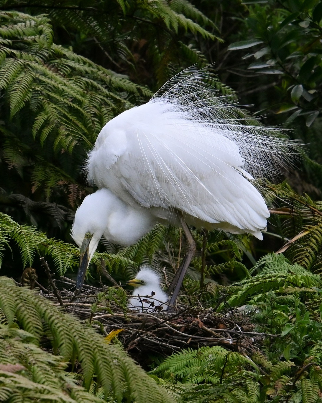 This week the Watangiroto nesting site has welcomed several more Kōtuku chicks into the colony which visitors are delighted to observe.
Across the wetlands, the abundant Harakeke and Cabbage Tree blooms are a splendid sight, while in the rainforest the delicate Lady Slipper Orchids are beginning to flower.
Join us on tour to the White Heron Sanctuary for this and so much more... 🥰
#whiteherons #whiteherontour #whiteheronsanctuary #waitangirotonaturereserve #whataroa #franzjosef #nzbirds #birdsnz #birdtoursnz #birdsanctuarynz #birdwatchingnz #wildlifenz #naturenz #conservationnz #pedatorfreenz