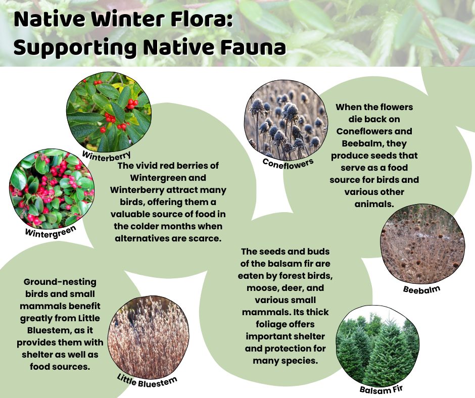 So many native species can lend a helping hand to our local creatures! Here are a few great choices to plant in your yard to give animals a boost during winter. Plus, they add year-round color and charm!