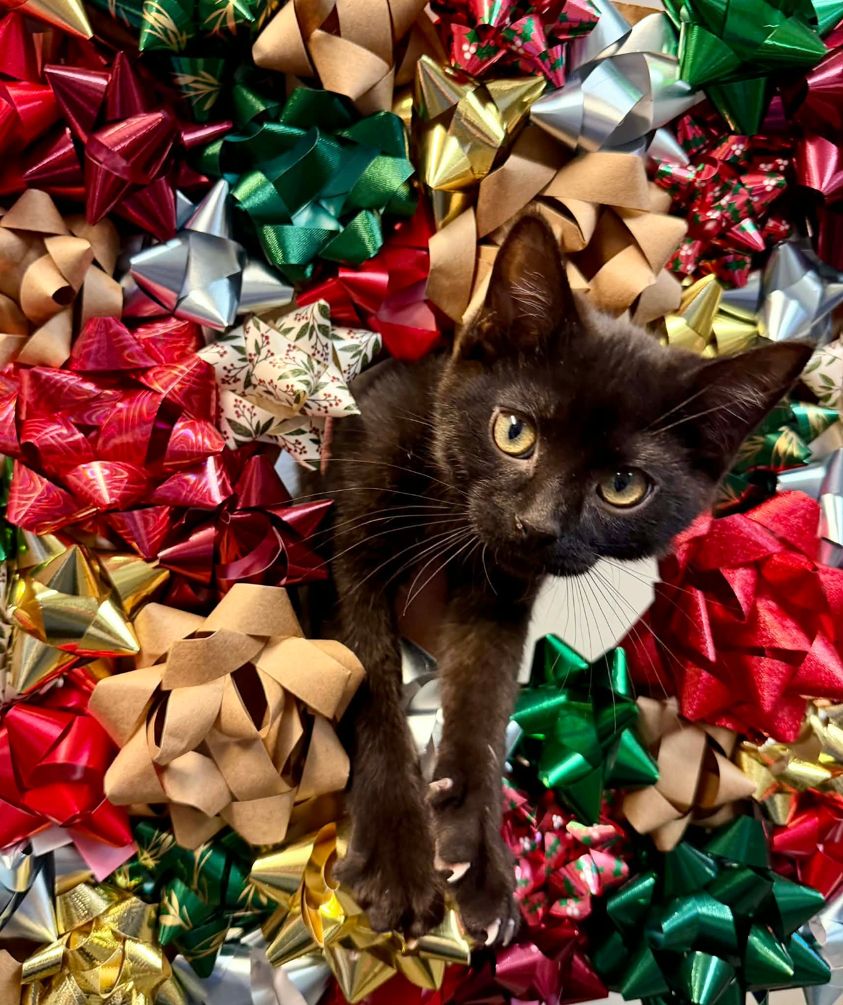 Meet Purrlock Holmes - the tiniest detective of holiday cheer!
This spirited little kitten is absolutely bursting with personality and ready to sleuth his way straight into your heart. Purrlock approaches life like every day is a brand-new Christmas mystery: Why do jingling balls roll that way? Who put that ornament just out of reach? And is that a shadow…or a sneaky snowflake that needs chasing?
He pounces with purpose, zooms with gusto, and examines every nook and cranny with the seriousness of a seasoned investigator, if seasoned investigators were also adorable chaos gremlins with whiskers. Between cases, he’s all cuddles, purrs, and wide-eyed wonder, soaking up attention like a warm ray of winter sunlight.
Clever, curious, and full of festive joy, Purrlock is ready to light up his forever home like the shiniest ornament on the tree. If you’re hoping for a kitten who brings equal parts comedy, curiosity, and holiday magic…your case is officially solved.
Adoption Fee: $200
Adoption Application: https://tinyurl.com/hskadoptionapp