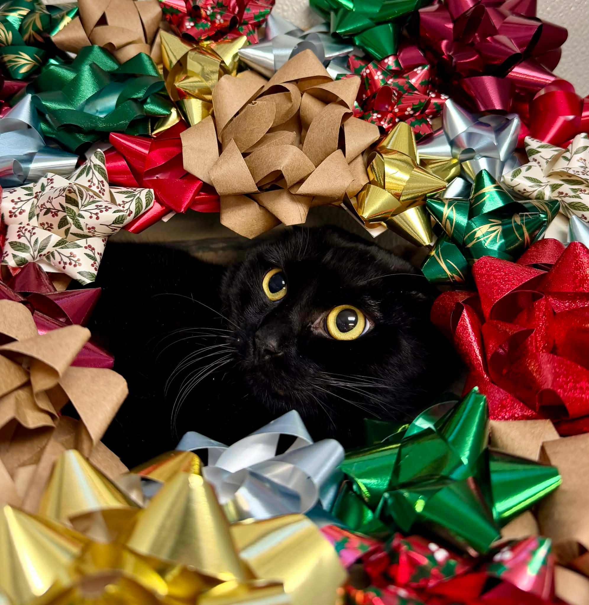 Checkers. 1.5 yr old, DSH
Once a wary feral girl, she’s now tiptoeing into the magic of home life like she’s testing out her very first snowflake. With patience, soft words, and a calm space, Checkers is slowly unwrapping her gentle heart… and it’s the sweetest gift of all.
She enjoys the quiet company of other cats, but would prefer a peaceful home without small children or dogs - think warm lights, soft blankets, and a steady, soothing routine. If you’re the kind of person who delights in watching a shy soul bloom at her own pace, Checkers might just be your perfect Christmas companion.
Give her time, give her kindness, and she’ll give you the quiet, cozy affection that makes winter days feel a little warmer.
Adoption Fee: $70
Adoption Application: https://tinyurl.com/hskadoptionapp