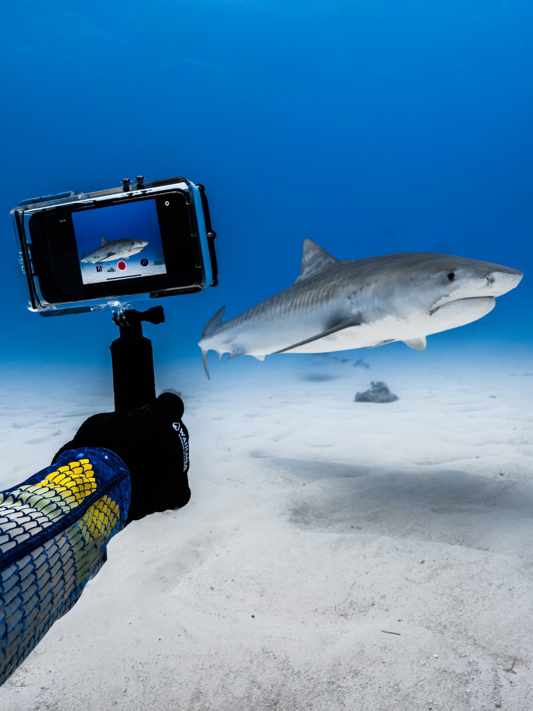 Protecting the ocean has always been part of our story. 🌊💙
ProShot Case was created for life in and around the water — for surfers, divers, travelers, creators, and anyone who feels most at home near the sea. The ocean gives us so much, and with that comes a responsibility to give back.
Every December, we select one nonprofit dedicated to ocean conservation and donate 20% of every ProShot & Tidal Sports order to help support their work. At the same time, we offer 20% off as a thank you to our community for being part of something bigger.
This year, we’re proud to support @savingtheblue — a registered nonprofit whose mission is to recover and restore threatened marine species, connect people to ocean wildlife, and promote green, sustainable living through education and outreach.
A major part of their work centers on scientific research that advances understanding of marine organisms, with a particular focus on threatened elasmobranch fishes (like sharks and rays) and sharing that knowledge to support conservation efforts.
When you shop ProShot & Tidal Sports this December, 20% of your purchase is donated to help support Saving The Blue’s mission — and you receive 20% off as our thank you.
To learn more about why giving back to the ocean is at the core of who we are, visit proshotcase.com and read our story.
Thank you for choosing to protect what we love. 🌊
#ProShotCase #SavetheBlue #Savingtheblue #savethesharks #sharks