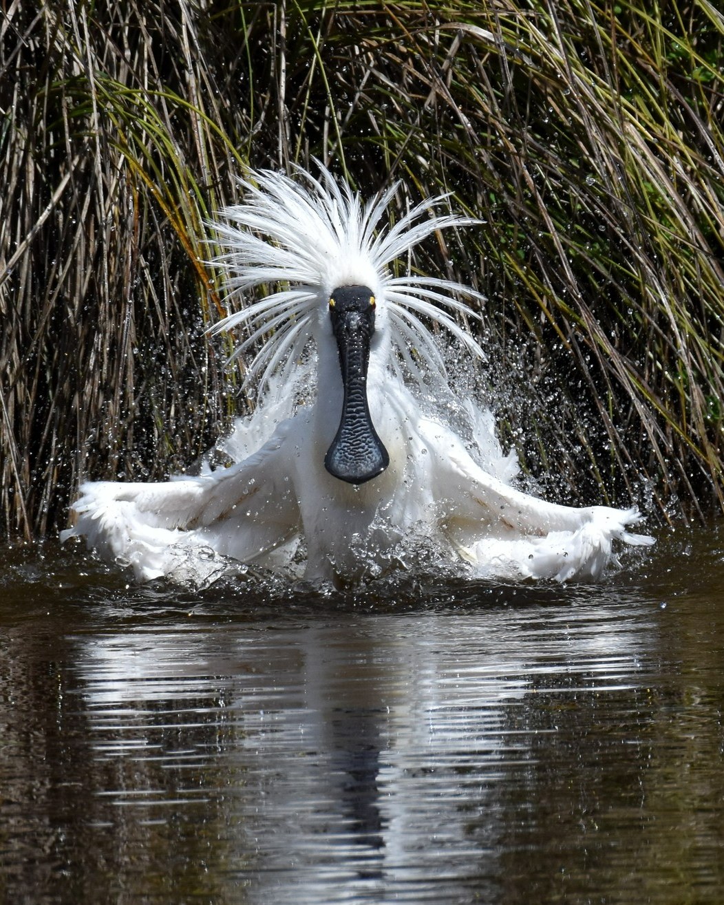 Royal bath-time exhibitionists! 💦
The Kōtuku ngutupapa know how to have fun - especially while bathing 🛁
There's always plenty of noisy splashing, and delightful 'Spoony' entertainment! 🤩
#royalspoonbill #kotukungutupapa #bathtimebirds #whiteherontour #birdtoursnz #whiteheronsanctuary #nzbirds #birdsnz #birdingspotsnz #birdwatchingtoursnz #whataroa #franzjosef #glaciercountrynz #westcoastnz #westcoastsouthisland