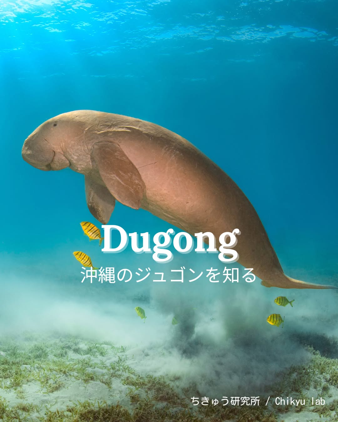 沖縄のジュゴンを知る①
沖縄にやってくるジュゴンとは?
ジュゴンは、インド洋から西太平洋にかけて
約40カ国で生息が確認されています。
日本では唯一沖縄にだけ生息しています。
かつては沖縄本島から宮古島、多良間島、石垣島、
西表島、波照間島などで目撃されました。
ジュゴン(Dugong dugon)は、マナティーと同じ
「海牛類(かいぎゅうるい)」に分類される、
海のほ乳類です。
体長は3メートル以上、体重は300キロを超えることも。
海牛類は草食性で、浅い海に広がる
海草(うみくさ)藻場をすみかとしています。
ジュゴンの尾びれは三角形で、イルカに似た形をしています。
口は下向きに伸びていて、
海底に生える海草を食べるのに適した形です。
マナティーとジュゴンのちがいは、顔を見比べてもよくわかります。
かつては沖縄本島や宮古島など、
各地の沿岸でジュゴンの姿が見られていたと言われています。
実は、沖縄の海にとって、
ジュゴンは決して特別すぎる存在ではありませんでした。
浅い海に広がる海草場は、ジュゴンが食事をし、静かに暮らす大切な場所です。
その環境があるからこそ、ジュゴンは沖縄の海にやってきます。
これから数回に分けて、ジュゴンを紹介していきます。
まずは、「沖縄にジュゴンがいる」ということを、
知ってもらえたらうれしいです。
⭐︎
⭐︎
About Dugongs in Okinawa
Dugongs are the only marine mammals of this kind living in Japan,
found in the shallow waters around Okinawa.
They are herbivorous marine mammals that feed on seagrass,
and depend on healthy coastal habitats to survive.
Let’s start by learning that dugongs are here.
※一部写真はShutterstockの素材を使用しています
※3枚目撮影:草地 ゆき
#沖縄のジュゴン #ジュゴン #dugong #miyakojima #miyakoisland #ecotourism #ecotour #エコツアー #宮古島 #生物多様性 #biodiversity #生物多様性保全 #環境問題