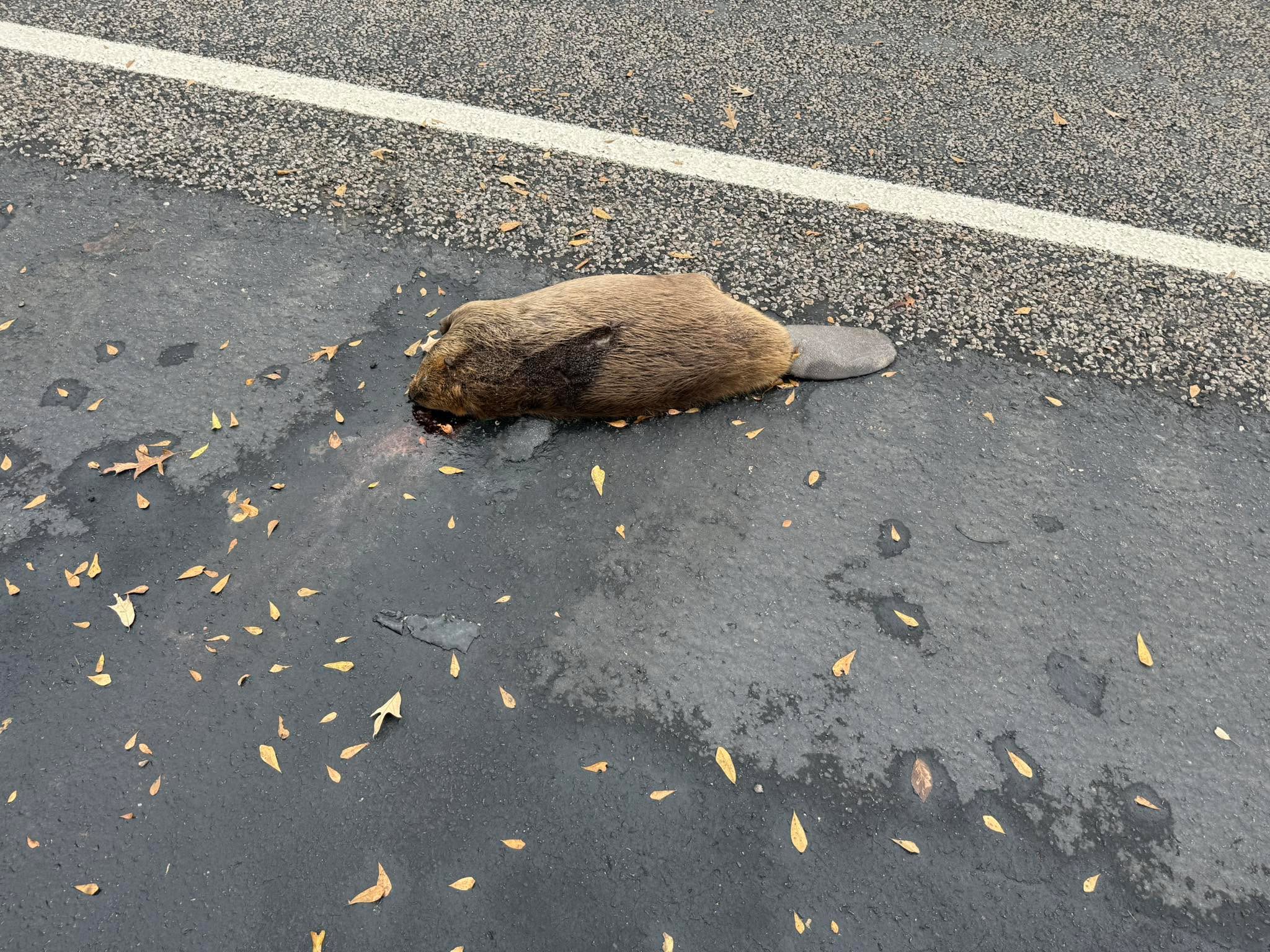 Whenever I see good Beaver, I stop and stare!!!!!