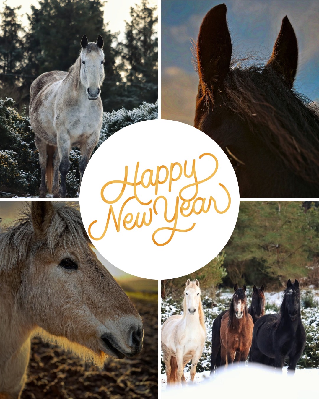 Happy New Year From all the team and horses at Film Horses Scotland! Wishing everyone a fantastic 2026!