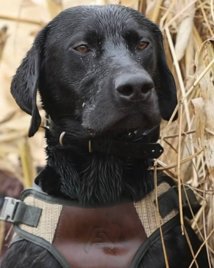 Christmas Sale is Live!
Give the gift of protection to your hunting partner this year!