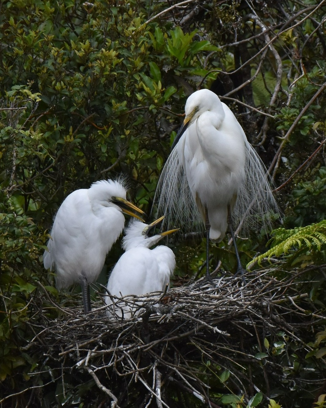 There’s a variety of sizes, ages and stages of White Heron chicks to enjoy at the Waitangiroto nesting site right now 🥰
The oldest chicks are six weeks old - almost halfway to fledging - while the youngest are only a couple of days hatched 🐣
#kōtuku #whiteherons #whiteherontours #whiteheronsanctuary #whiteheroncolony #waitangirotonaturereserve #whataroa #franzjosef #okarito #hokitika #westcoastnz #glaciercountrynz #birdsnz #nzbirds #birdsandnaturenz #birdtoursnz #birdwatchingnz #birdsphotography #conservationnz #predatorfreenz