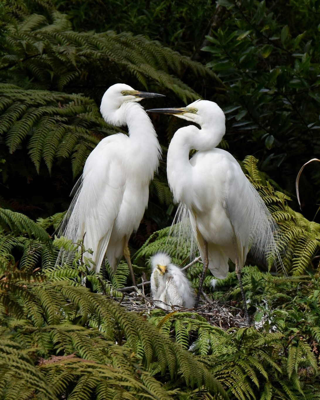 Some of the seasonal beauty on display in the Waitangiroto 🤍
#kotuku #whiteherons #pekapeka #kāmahi #cabbagetree #tīkōuka #nzbirds #birdsnz #whiteherontours #waitangirotonaturereserve #naturetoursnz #birdsandnaturetours #conservationnz #naturenz #nznature #guidednaturetours #predatorfree #whataroa #franzjosef #westcoastsouthisland