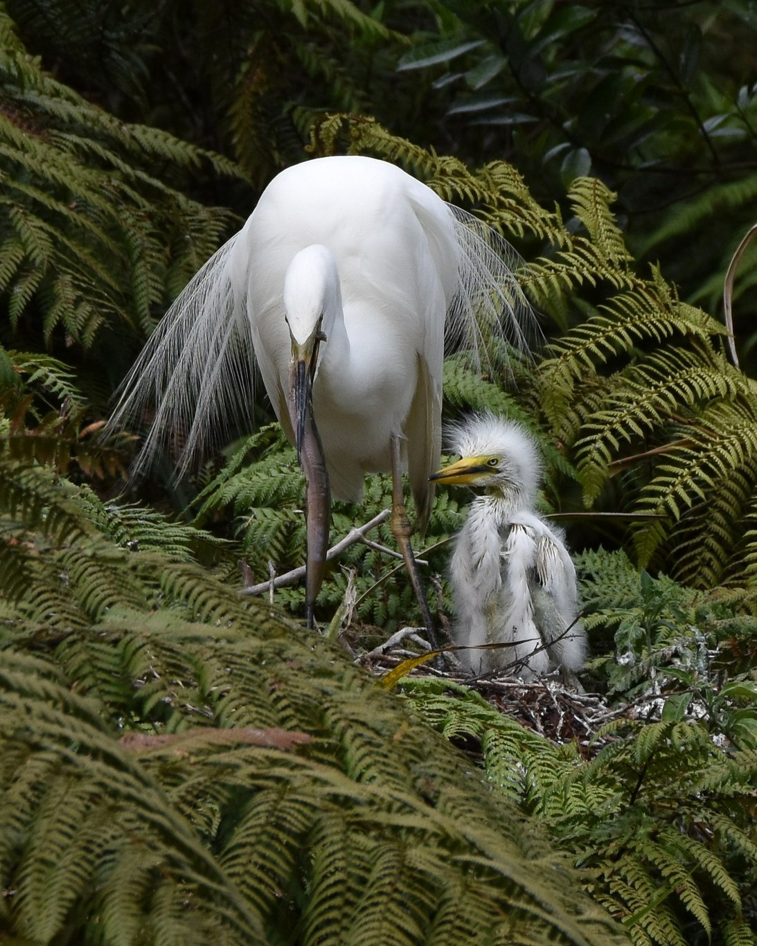 Best Christmas Everrrrr!! 🎄🍽️🐟
A buffet feast of eel and flounder - all enjoyed by one very lucky single Kōtuku chick - with no siblings to compete with 😊
#xmasfeast #whiteherons #whiteheroncolony #whiteherontours #waitangirotonaturereserve #whataroa #franzjosef #westcoastnz #westcoastsouthisland #nzbirds #birdsnz #birdingnz #birdsanctuary #wildlifephotographer #naturephotography #wildlifenz #naturenz #birdsandnaturetours #conservationnz #predatorfreenz
