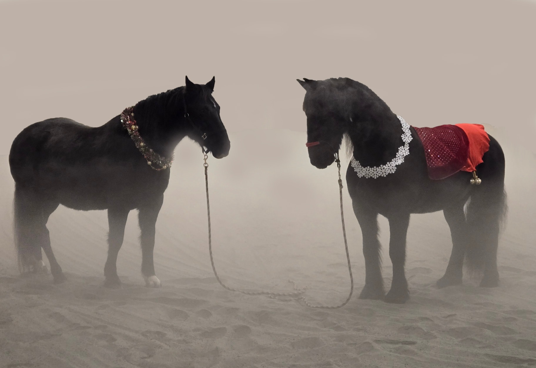 The seventh Neigh of Christmas finds some of our northern crew: Raider, a trainer of ground fighters, and Theo, future jousting & SAA mount, awaiting the arrival of the New Year.
#STALC #jousting #SkillAtArms #horses #12NeighsofChristmas