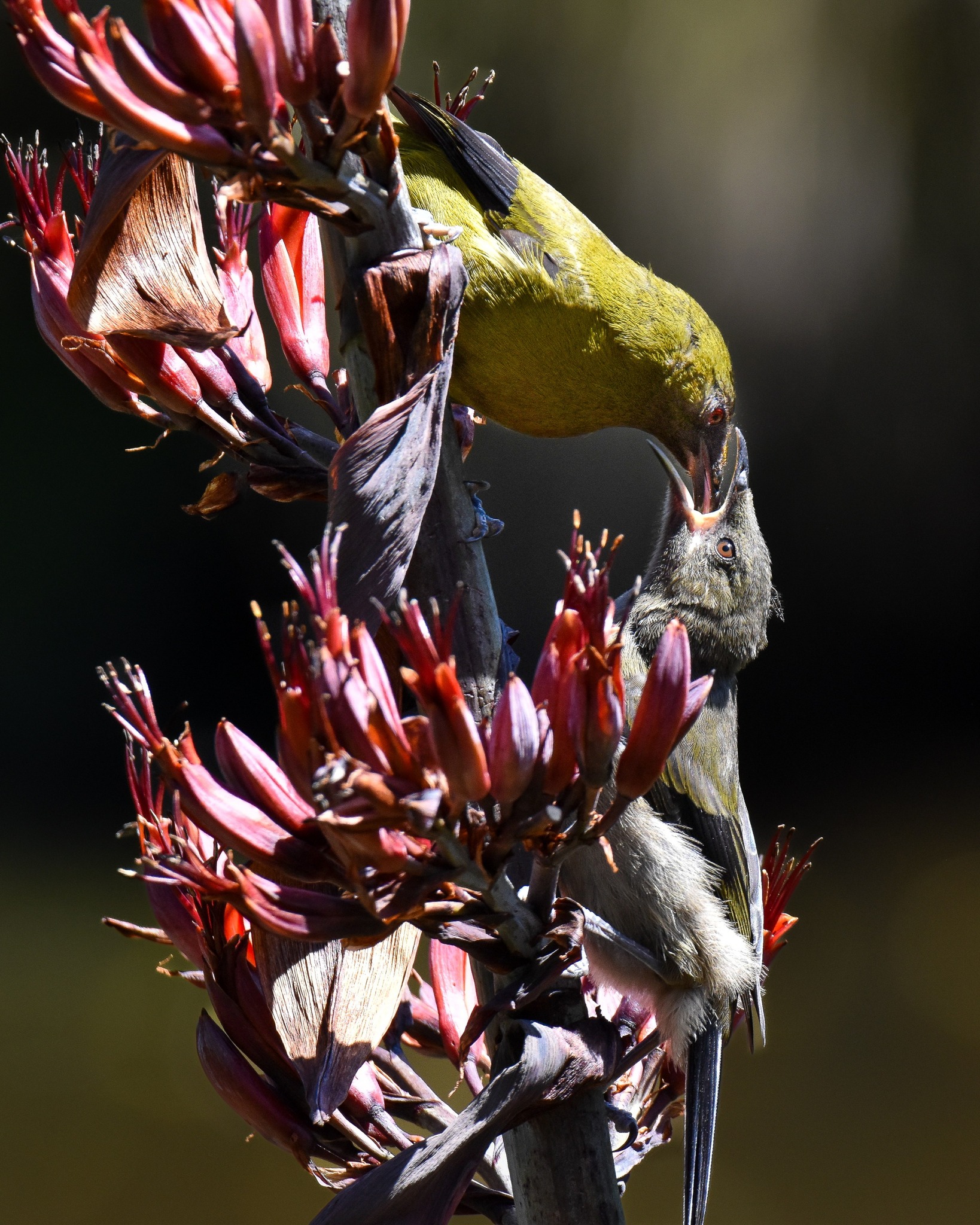 The Harakeke has had a spectacular flowering this season, setting the countryside on fire with its gorgeous reds 🔥🔥🔥
A feast for our eyes - and for all the different birds enjoying its nectar in abundance 💛
#flax #harakeke #nzbirds #birdsnz #whiteherontour #waitangirotonaturereserve #whataroa #glaciercountrynz #westcoastnz