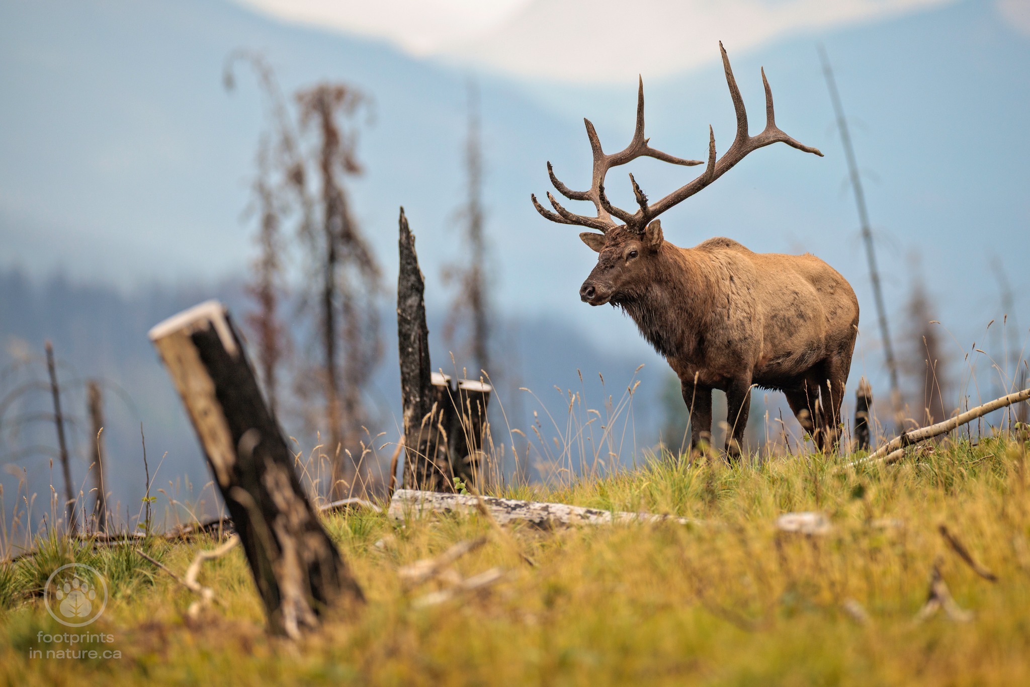 The fall elk rut was a reminder of how quickly the landscape can change and how life continues to adapt.
Charred trees still mark the fire’s path, but new grass and growth are already returning to the forest floor.
‘The moments in nature we live for!’ 📷 🎥 – Chris Gibbs
#CanadianWildlife #BullElk #ElkRut #FootprintsInNature #thenaturephotoguyspodcast