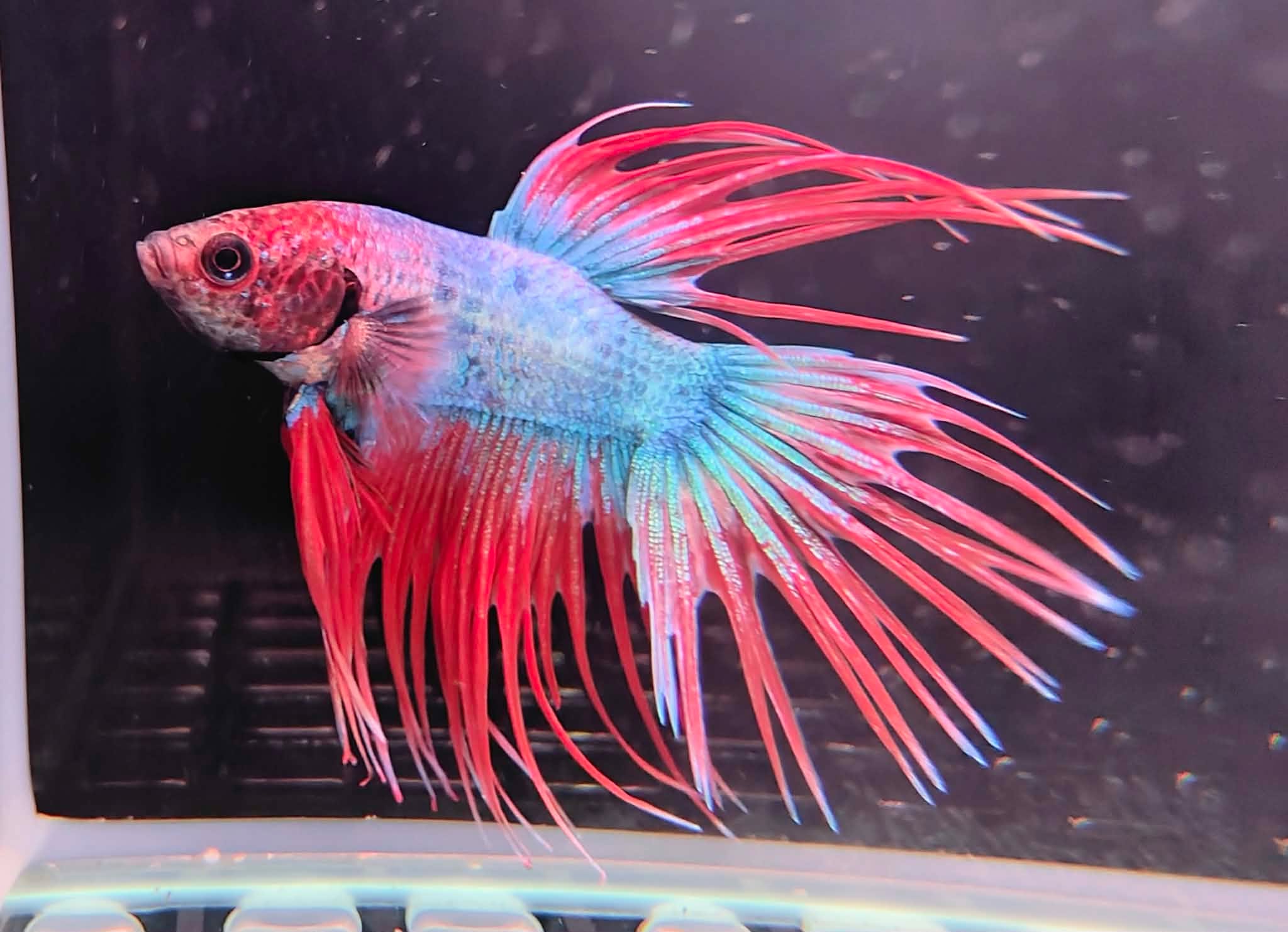 🐠✨ Fish of the Week: Betta ✨🐠
Bold, dramatic and impossible to ignore, this Betta is pure attitude with fins 💛💙
⚡ Fast Facts
🐟 Known for big personalities
🌿 Loves planted tanks and places to rest
👀 Always watching everything around him
A true statement fish that brings colour, flair and a whole lot of character to any setup 💥