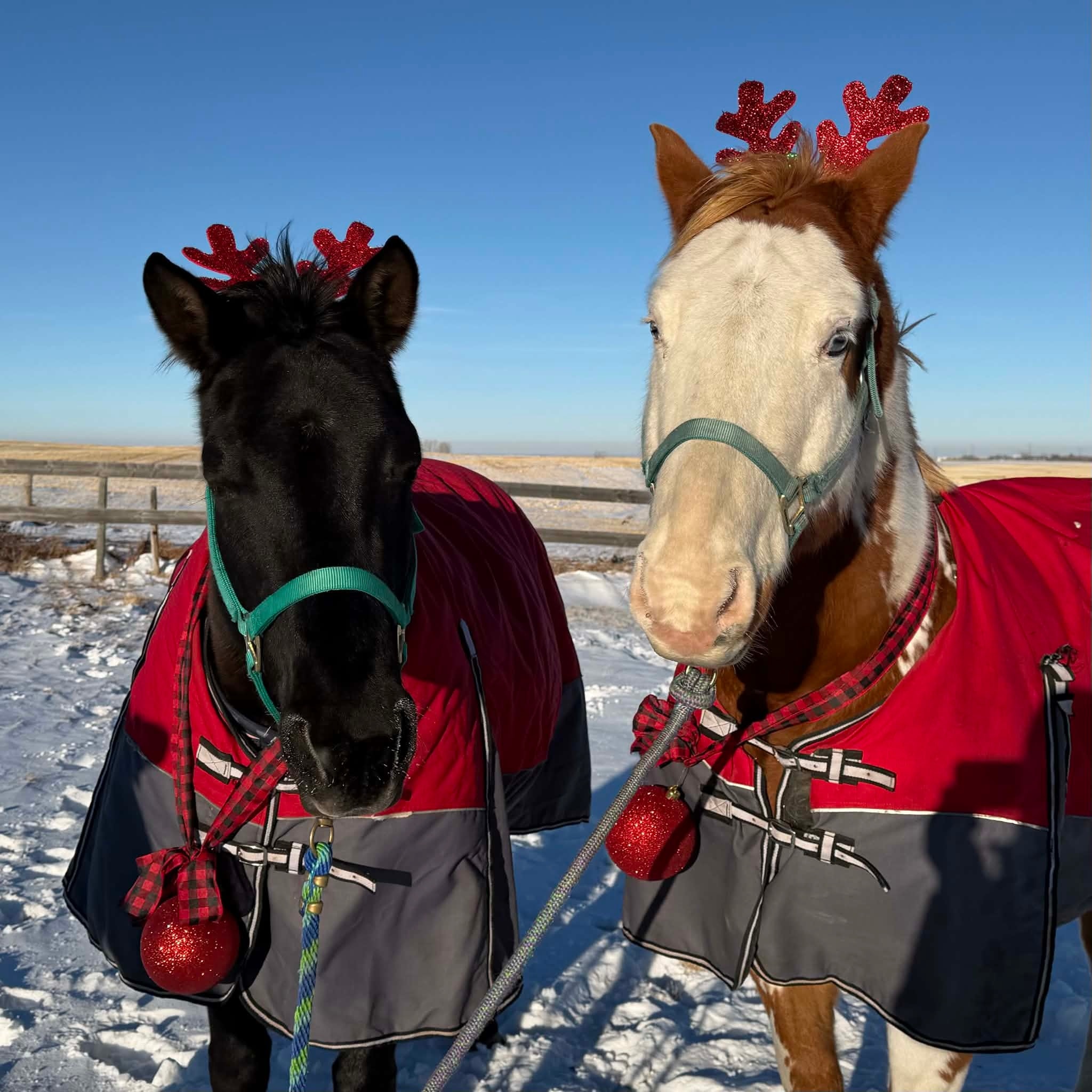 The ninth Neigh of Christmas stars Freyja, new to SAA, but determined to learn from Rebel, who was the backbone of the Skill At Arms course, over our busy 7 shows in 9 weeks 2025 season.
#STALC #jousting #horses #SkillAtArms #12NeighsofChristmas