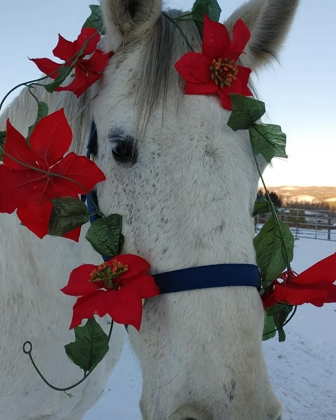 On the twelfth Neigh of Christmas it seems that Mercury has his own ideas for holiday decoration.
#STALC #jousting #horses #12NeighsofChristmas