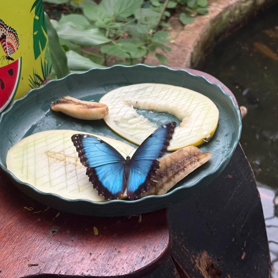 ✨ Happy New Year! ✨
As we step into the New Year, we just want to say a huge thank you to every single one of you for your continued support — whether you’ve purchased a piece, shared our work, visited us at a show, or simply followed along 💛
Your support means the world to us, and we’re so grateful to be part of such a wonderful community of collectors and curiosity lovers.
We’re already looking ahead with excitement and can’t wait to see you all at the 2026 shows — there’s so much planned, and we can’t wait to share what’s next with you.
Wishing you all a happy, healthy, and magical New Year ✨
#HappyNewYear #ThankYou #SmallBusinessLove #CuriosityCommunity #SeeYouIn2026 #taxidermy #entomology #entomologyart #taxidermyart #taxidermyforsale #taxidermyforsaleuk