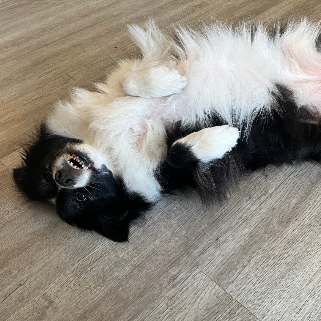 Mom… I think I’ve done enough canine fitness for one day 🐾💪 Can we call it a win and move on to belly rubs now? I worked really hard, just saying.
👉 How does your dog let you know they’re officially done for the day?
#LianaFitCanineConditioning #VirtualDogTraining #CanineFitness #HappyDog #RecoveryTime