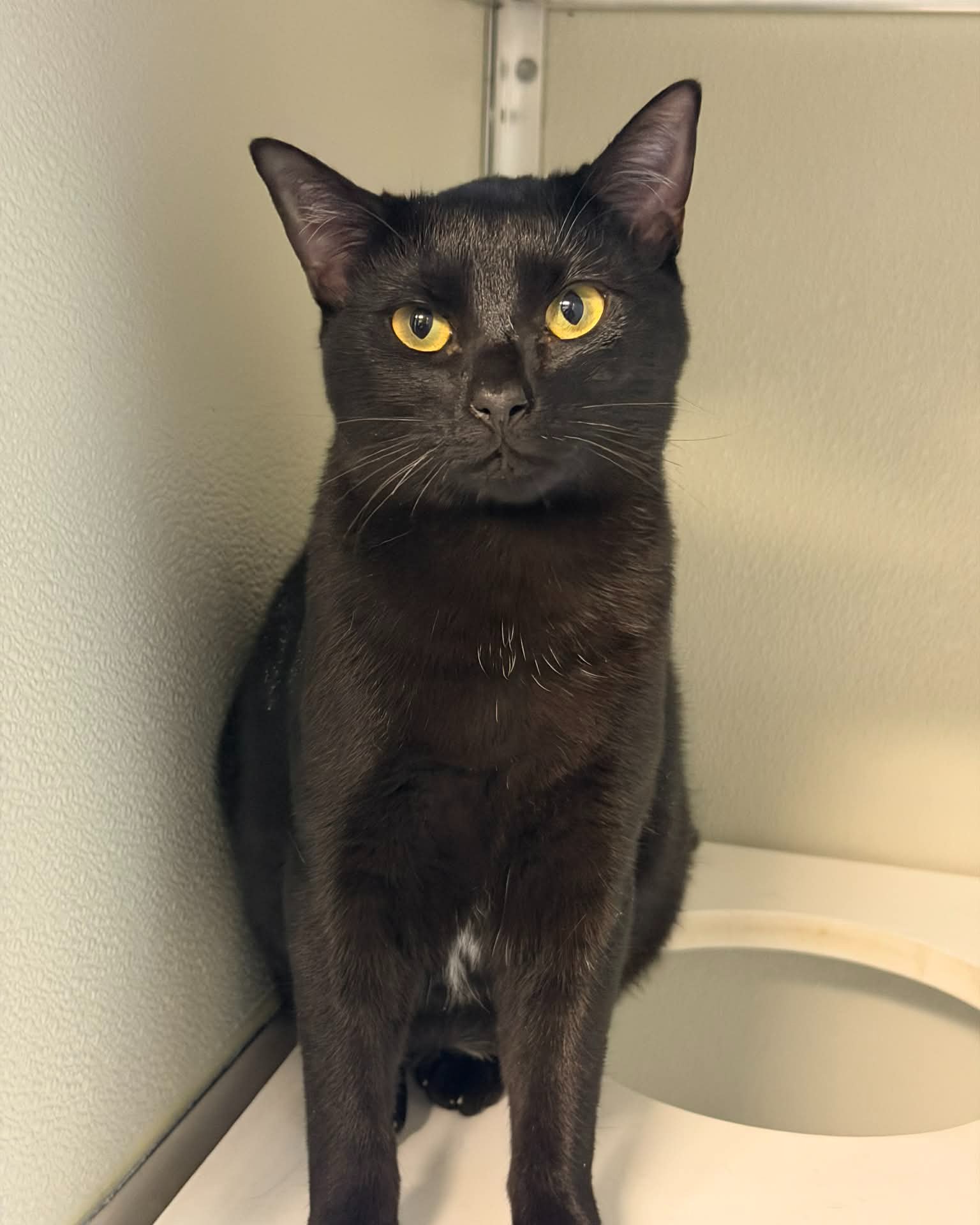 #Pet of the week
Merlin: 8mth old, DSH
This little black beauty may be shy around strangers and will likely tuck herself away at first, but give her a little time (and a few tasty treats) and she blossoms into a cuddly, affectionate little girl. Once she feels safe, she loves attention and enjoys gentle affection, especially from kids and other cats. Merlin prefers a dog-free home where she can relax at her own pace, and she’s highly food-motivated—snacks are the quickest way to her heart. Add in her love of being brushed, and you’ve got a sweet, soft companion just waiting to shine in the right home.
Adoption Fee: $70
Adoption Application: https://tinyurl.com/hskadoptionapp
#savealifeadopt #kodiakalaska #catsofinstagram #catsoffacebook #catsofalaska
