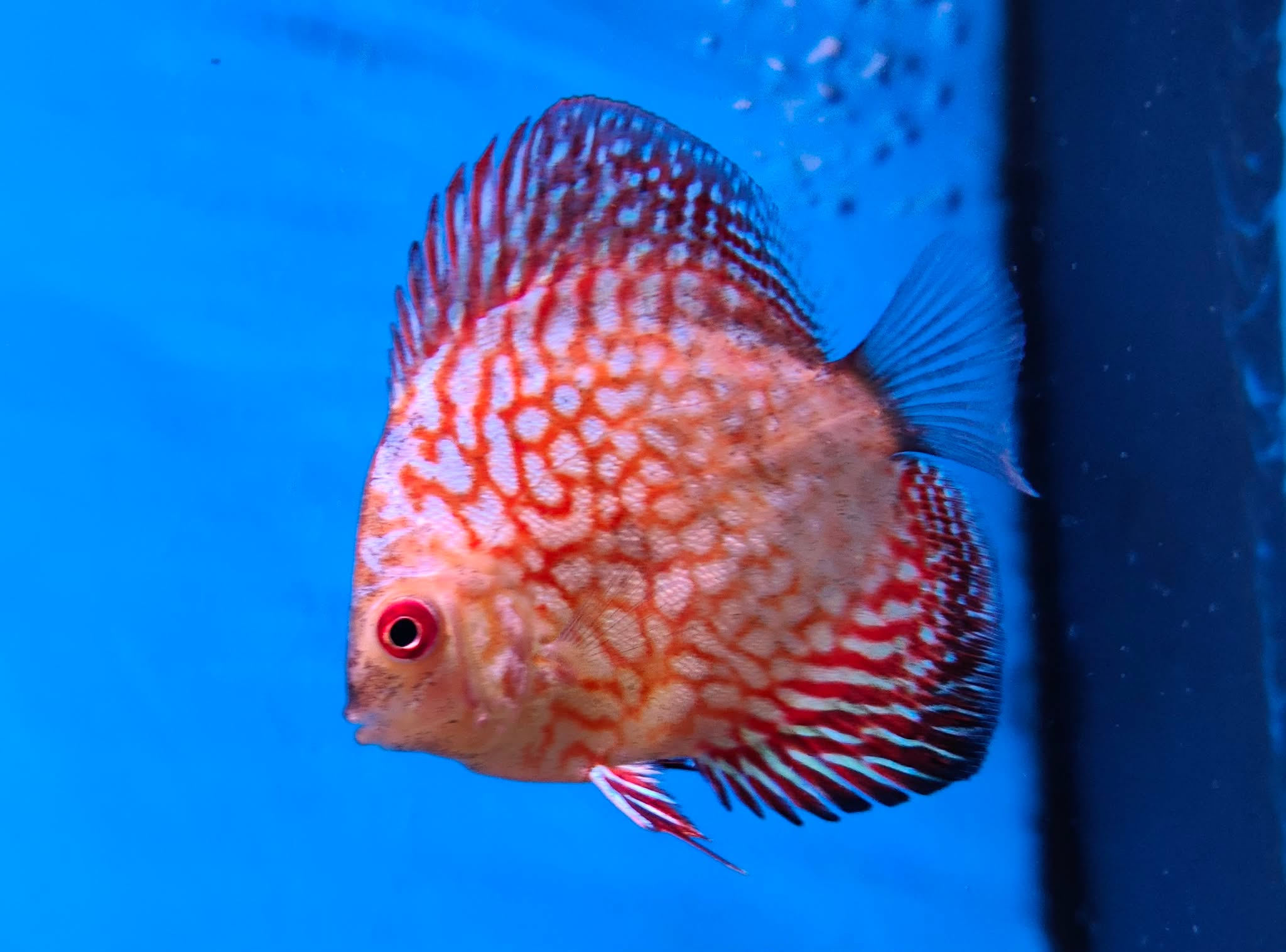 🐠✨ FISH OF THE WEEK – DISCUS ✨🐠
Elegant, eye-catching and full of presence, this Discus is a true showstopper. Known as the kings of the freshwater aquarium world, discus bring colour, grace and calm energy to any tank.
⚡ Fast Facts
🎨 Stunning colours and patterns
🌡️ Prefer warm, stable water
🐟 Peaceful and best kept with calm tank mates
🏡 Thrive in well-maintained, planted setups
A classic favourite for a reason. Discus turn any aquarium into a living display 💙
