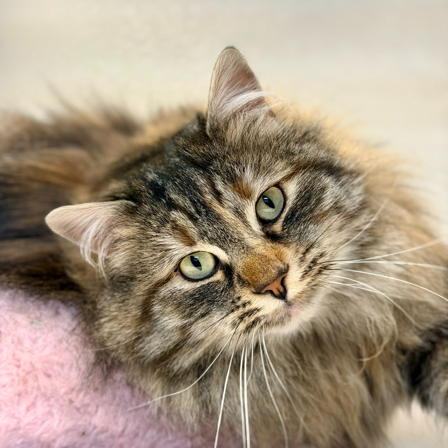 Pet of the week
Angel: 2 yr old, DLH
Angel is a stunning long-haired beauty queen who knows how to work both the room and your heart. Sweet, affectionate, and gentle, she adores attention and does wonderfully with children, happily soaking up love and admiration. Angel is a bit selective about her feline friends and prefers a dog-free kingdom, but she more than makes up for it with her charming personality. She loves being brushed (spa days are her favorite), never says no to a tasty treat, and can’t resist feather wand toys or a sprinkle of catnip. If you’re looking for a graceful, loving companion with just the right touch of diva, Angel is ready to rule your home.
Adoption Fee: $70
Adoption Application: https://tinyurl.com/hskadoptionapp
#saveapetadopt #kodiakalaska #catsofinstagram #catsoffacebook