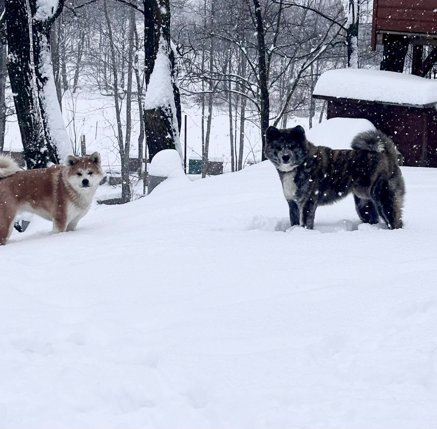 Oficjalnie ogłaszamy ZIMA jest super ! A człowieki przesadzają z narzekaniem ☺️ #futro #zima